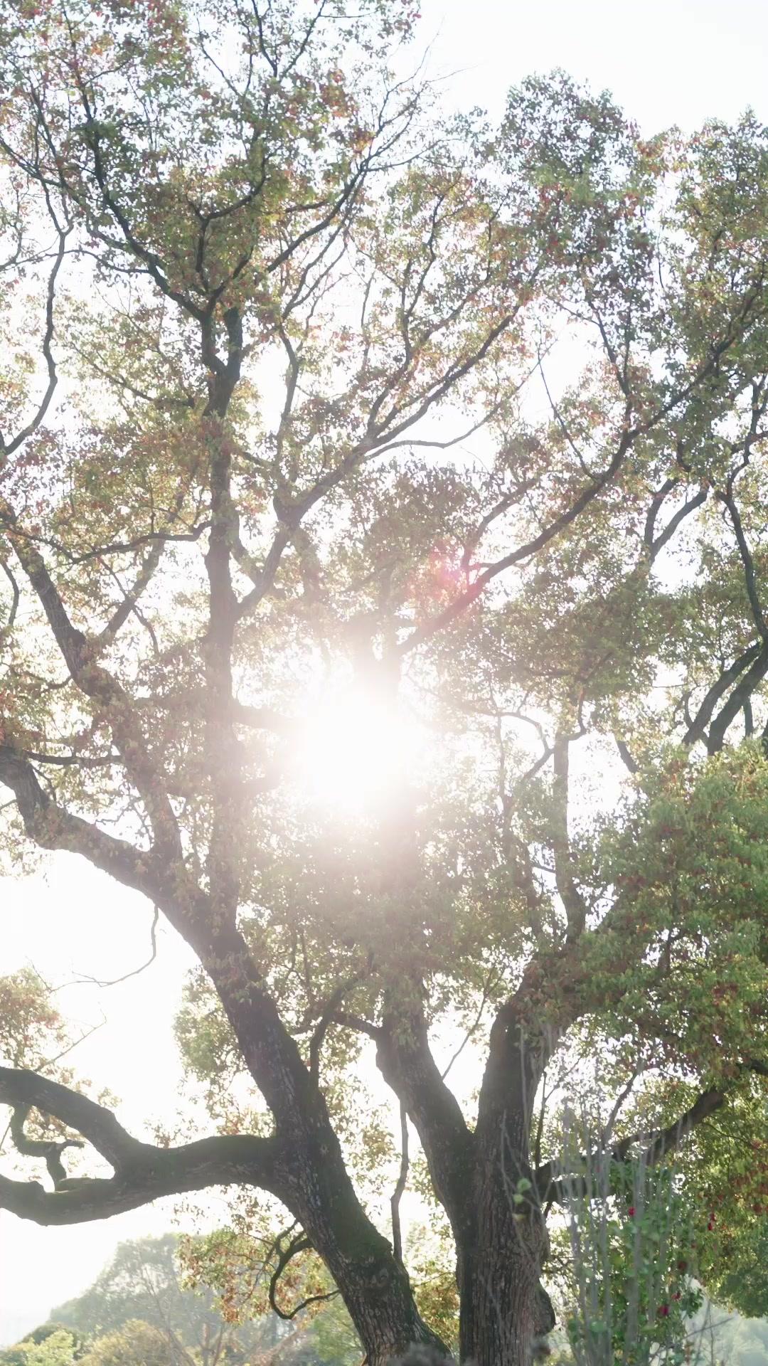 RENAISSANCE DES OMBRES