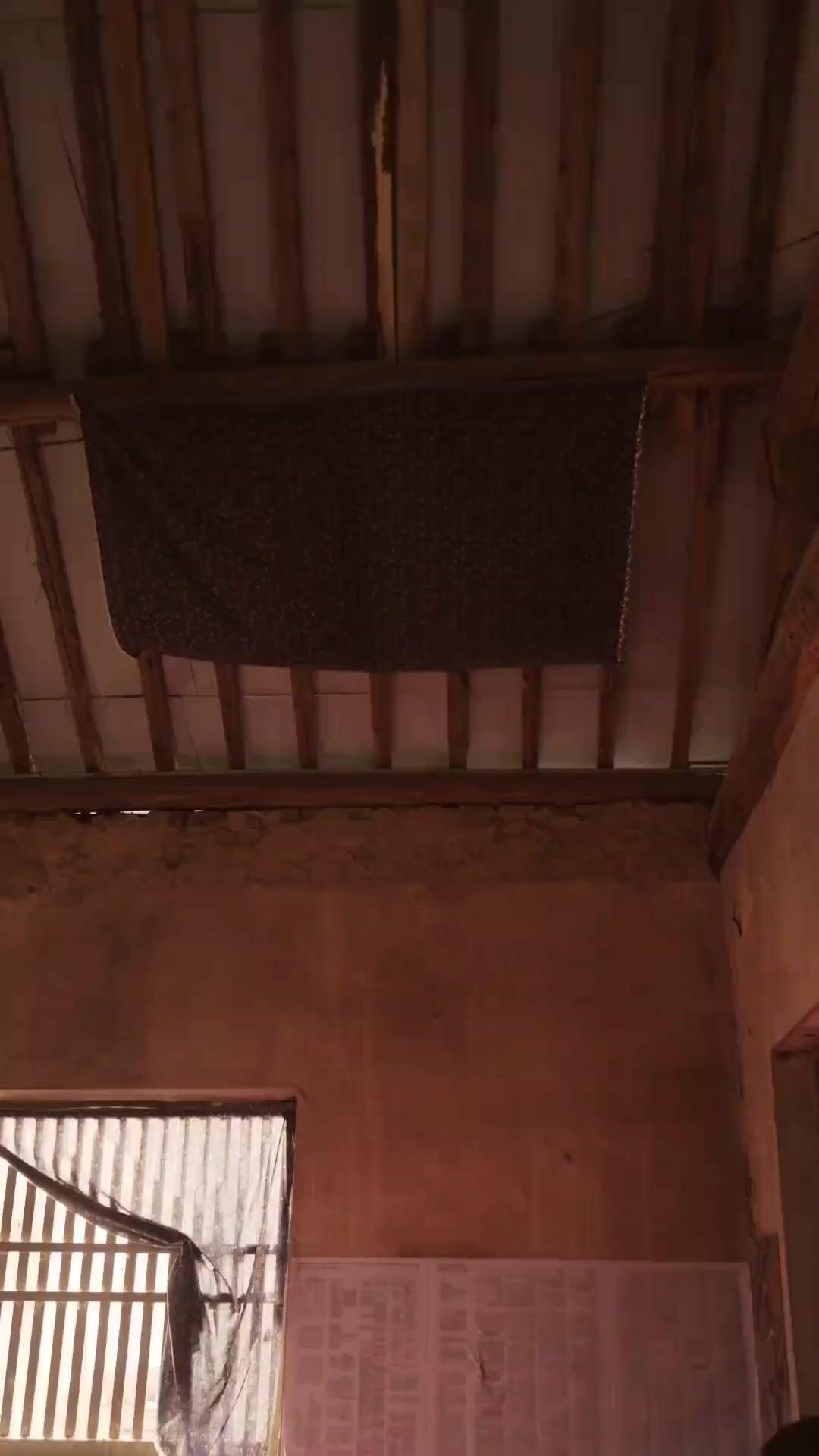 (Dubbed)Scarlett's Lucky Charm