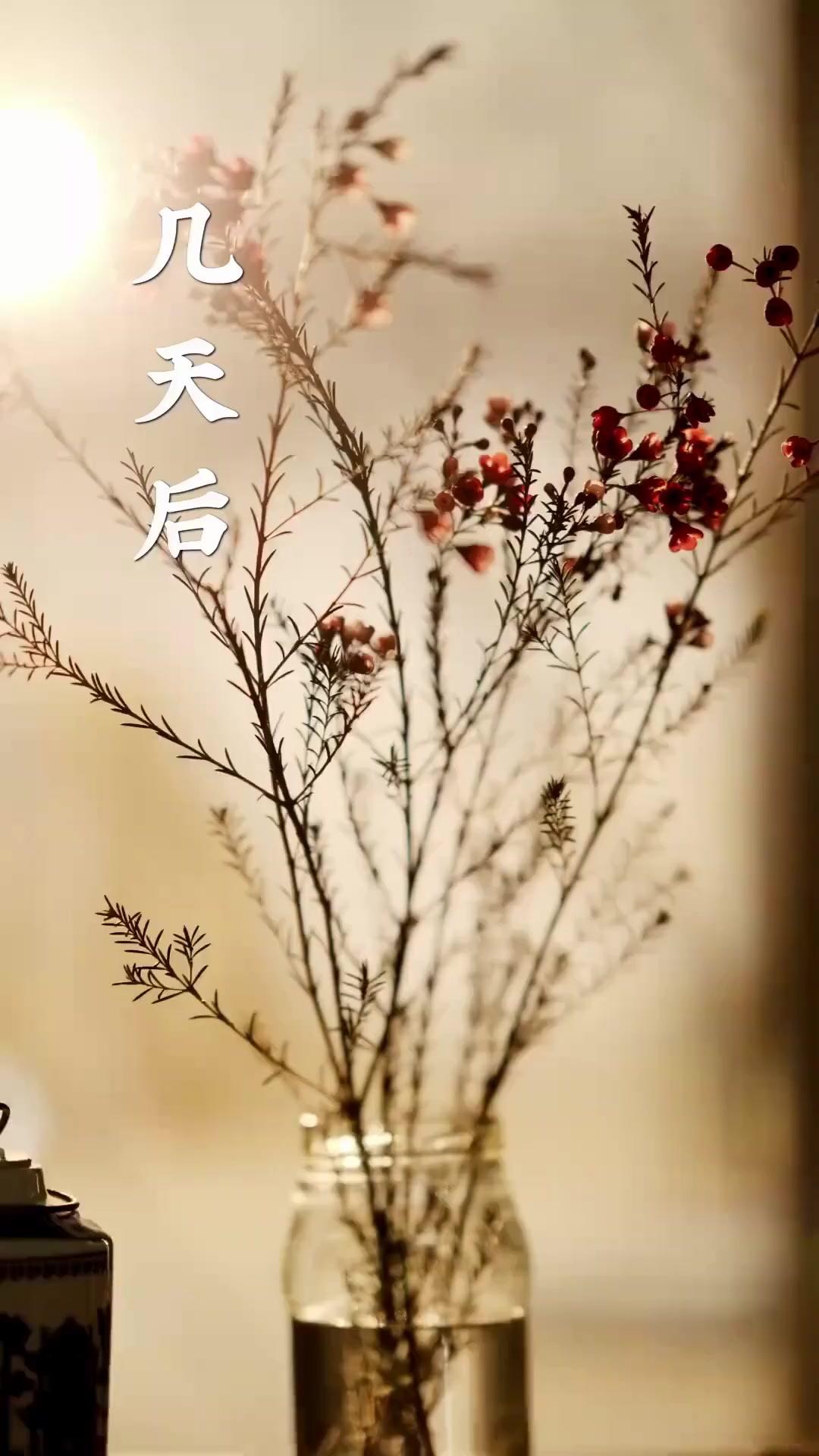 (Dubbed)Scarlett's Lucky Charm