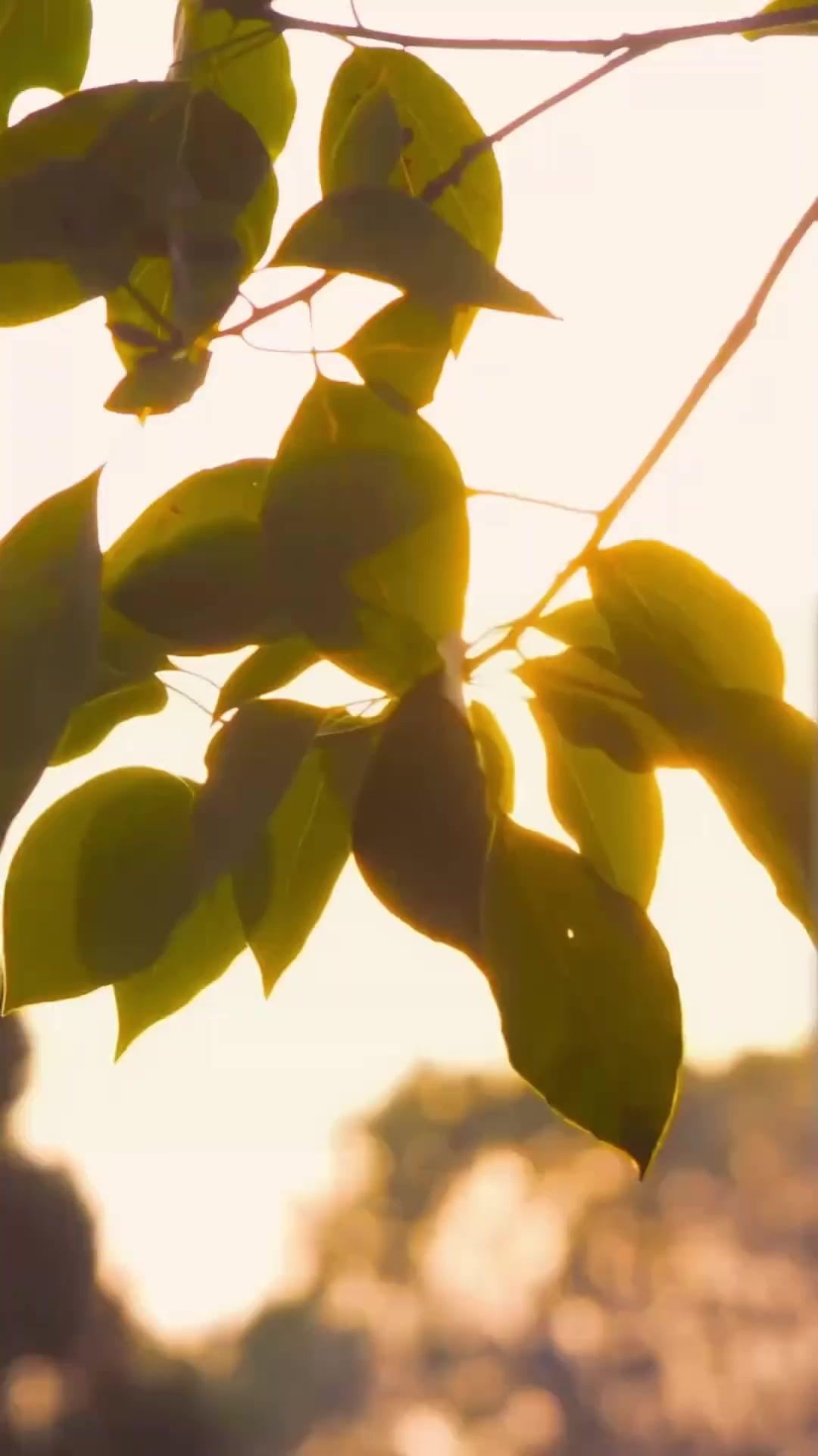 The Sold Bride Returns for Revenge