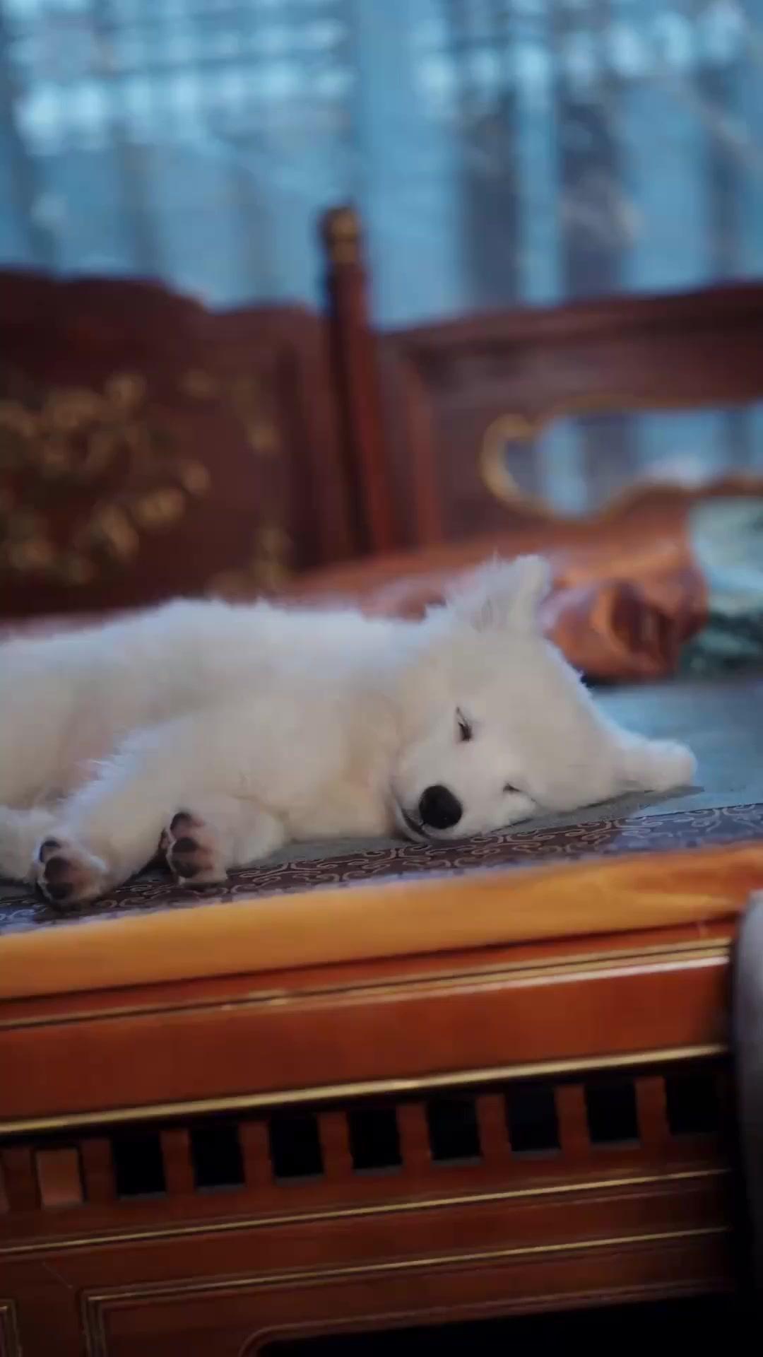 (พากย์เสียง) จากเหยื่อ สู่ผู้ล่าบัลลังก์