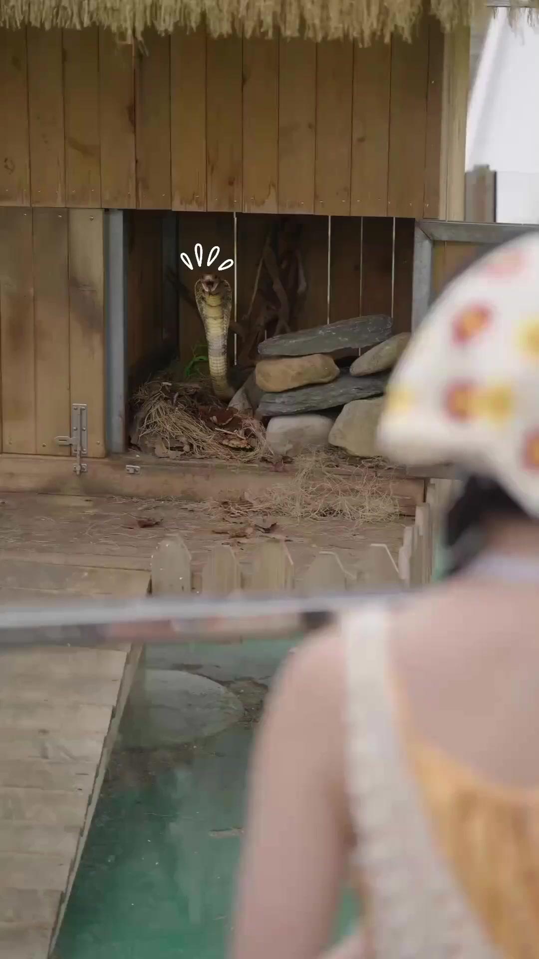 Rahasiaku dan Para Fauna