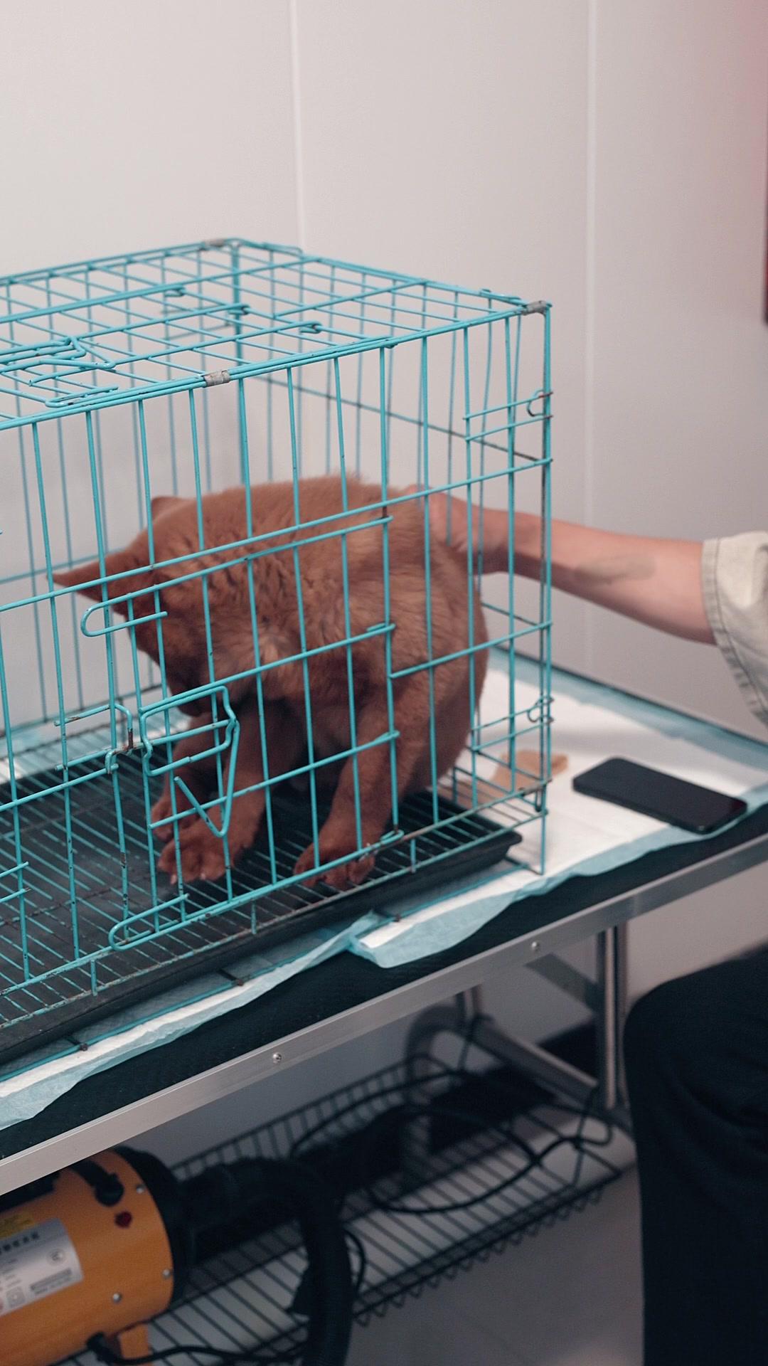 CEO Cantik Naksir Aku