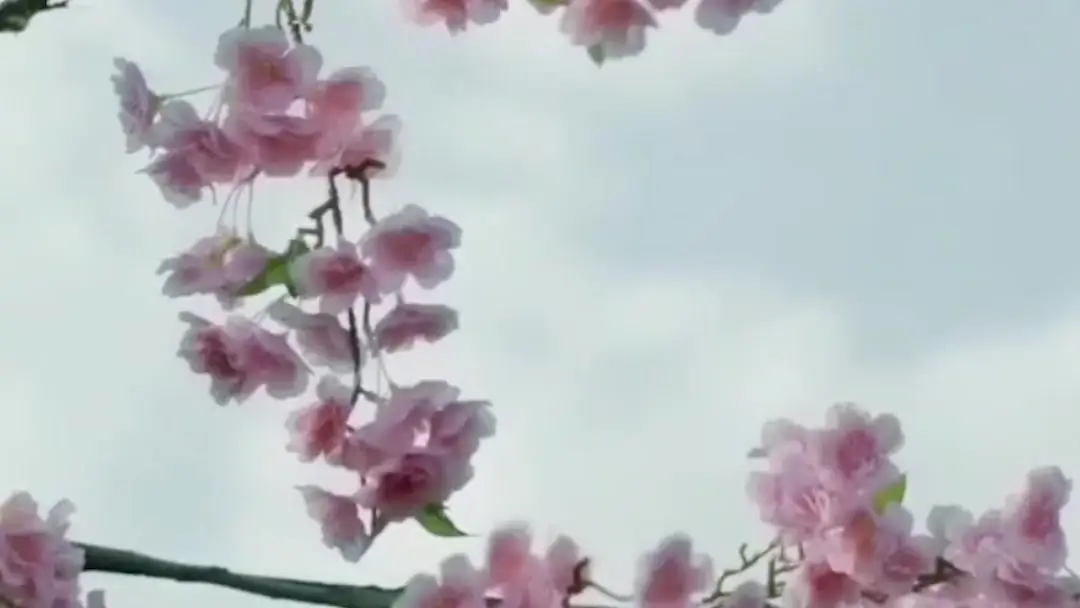 공주의 생존법 ep-1: 벚꽃 아래서 시작된 운명의 단검