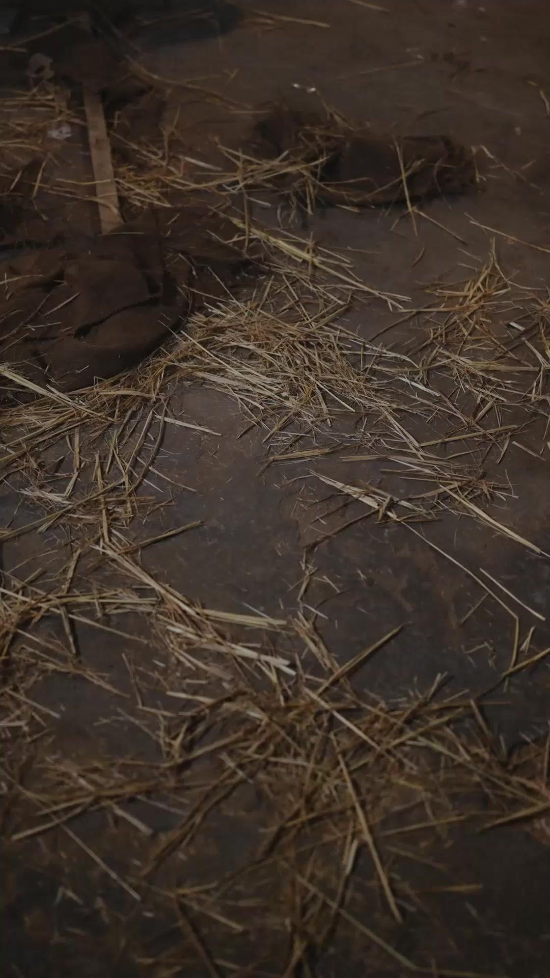 Raja Tinju! Dua Naga di Ring