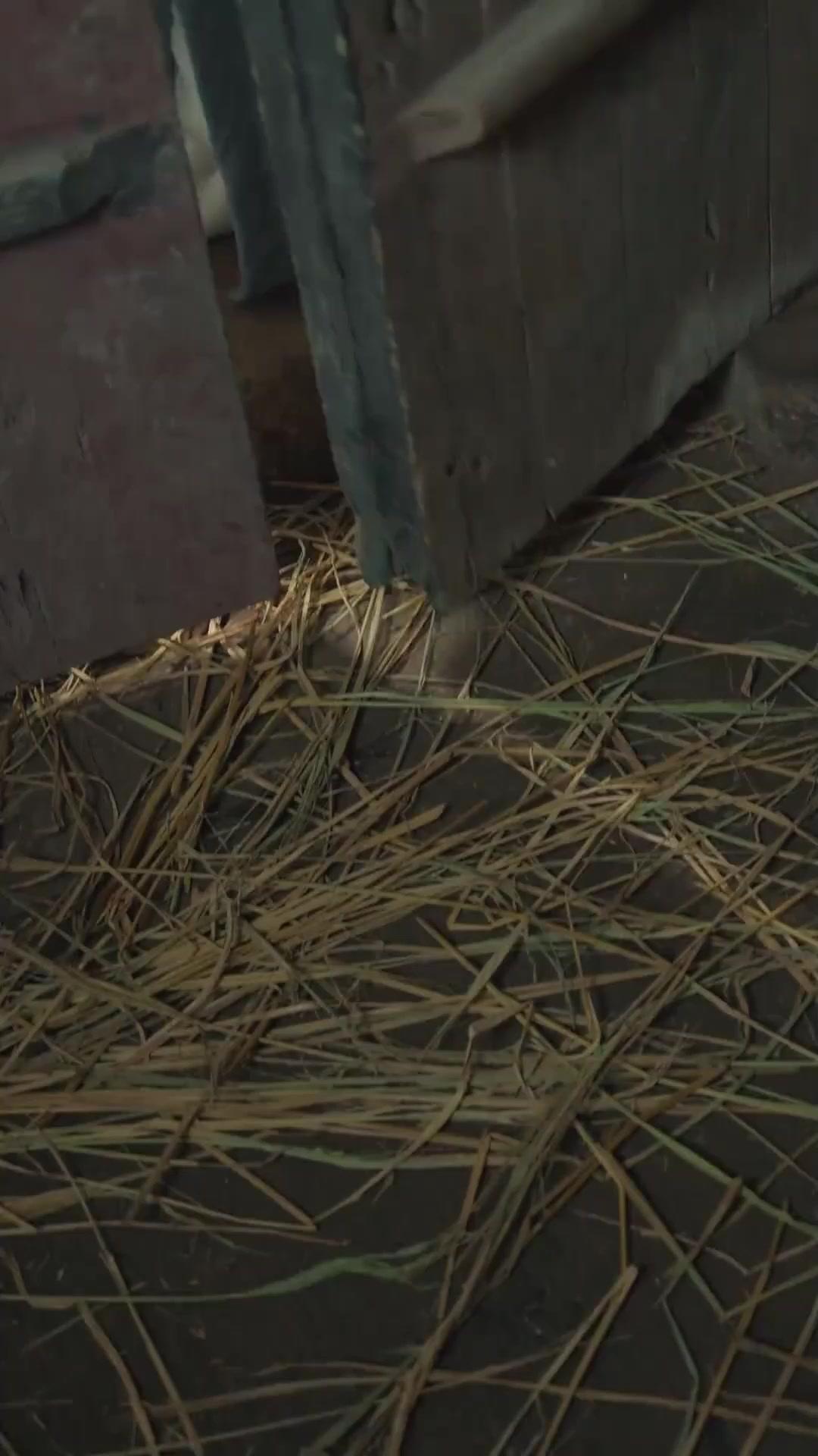 Dominando o Mundo Marcial