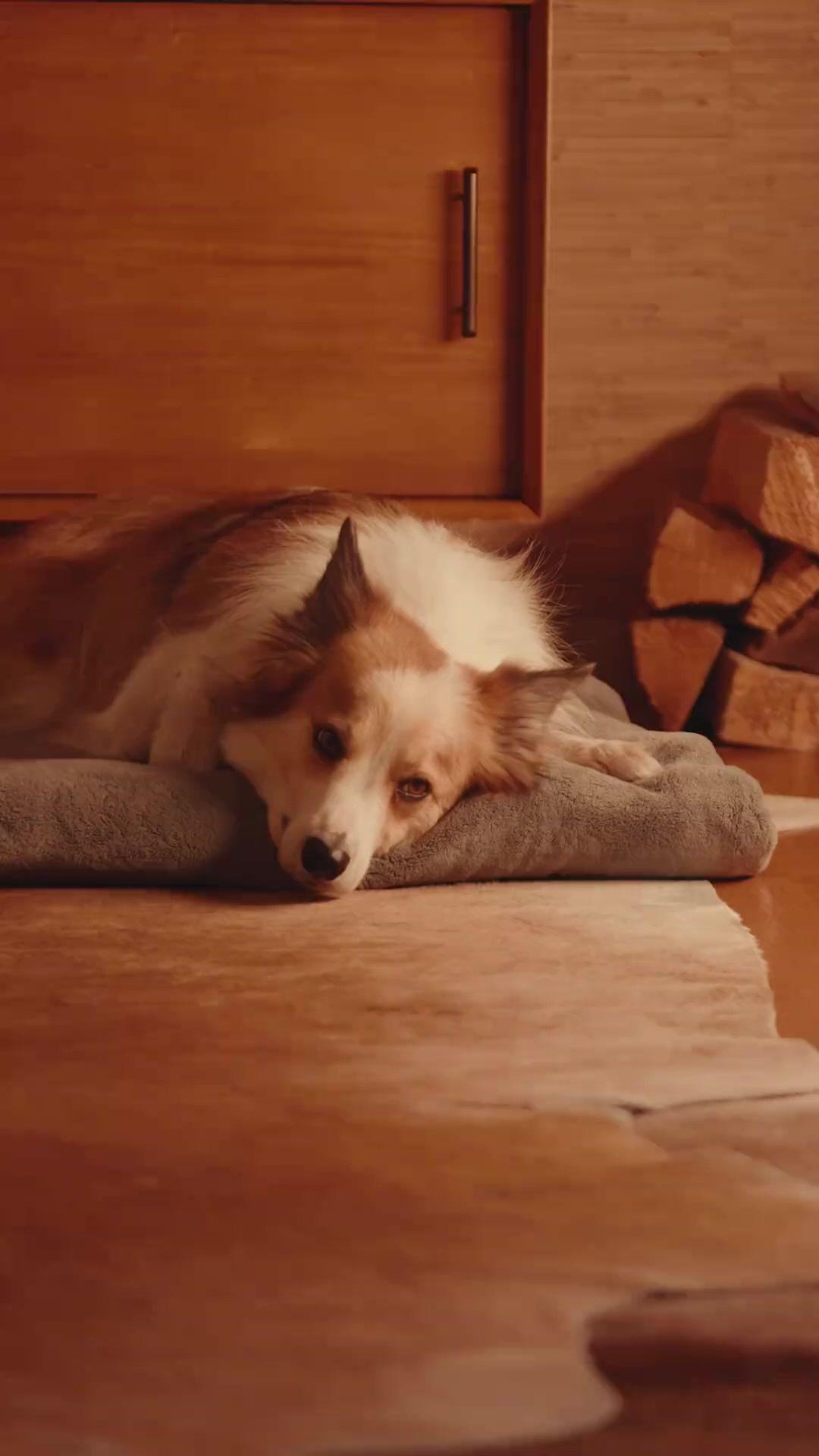 (Synchro) Die Rückkehr des Kochkönigs