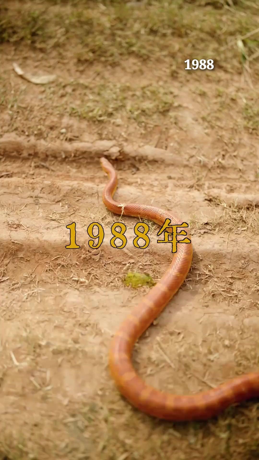 DE LA CENDRE À LA GLOIRE