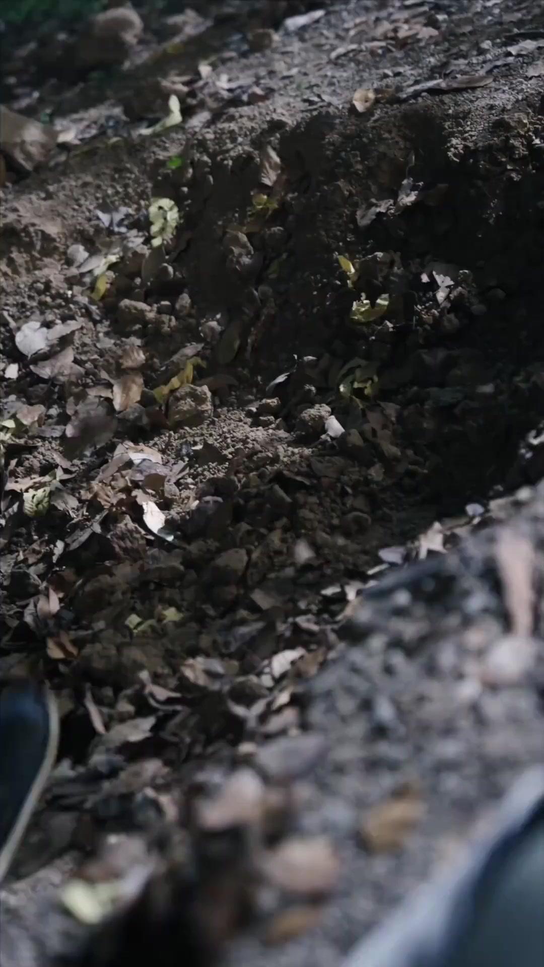 Die verfluchte Prinzessin