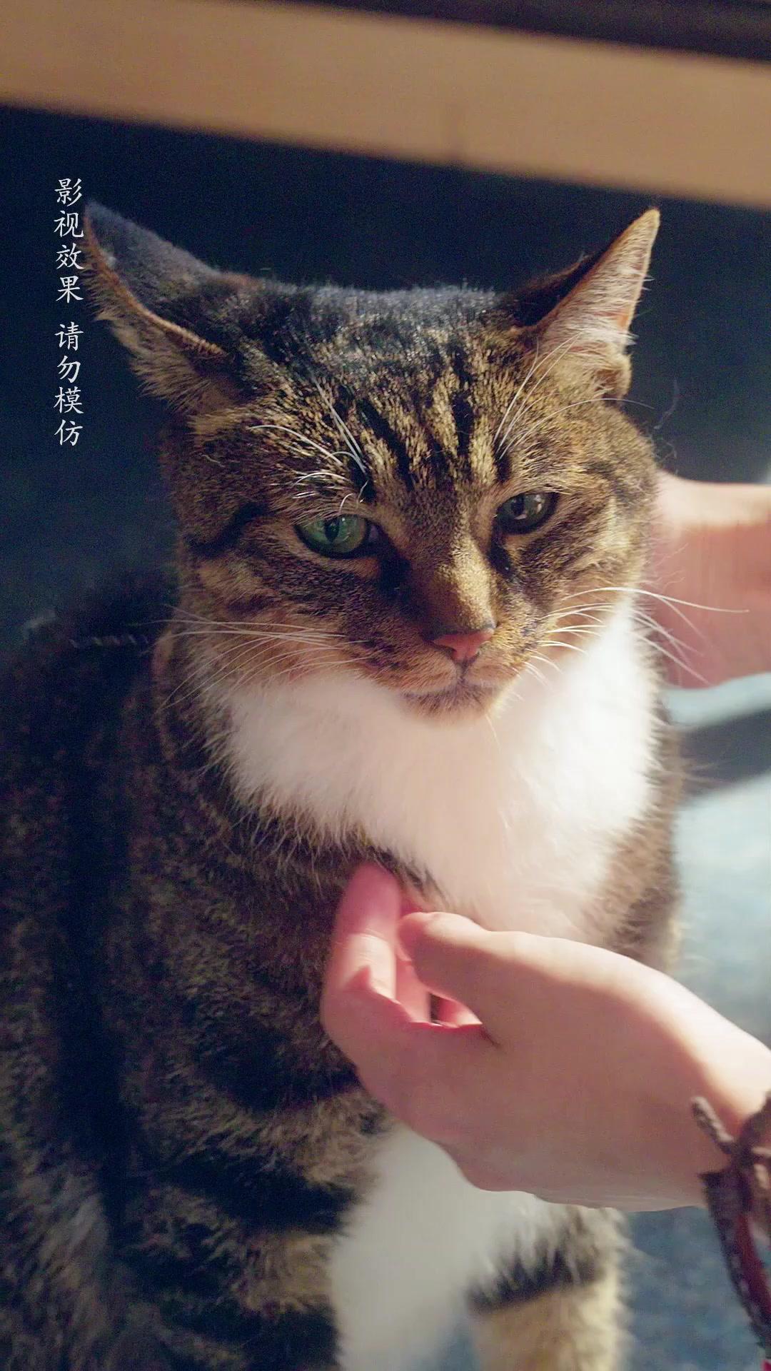 My Baby's Daddy is a Cat God!