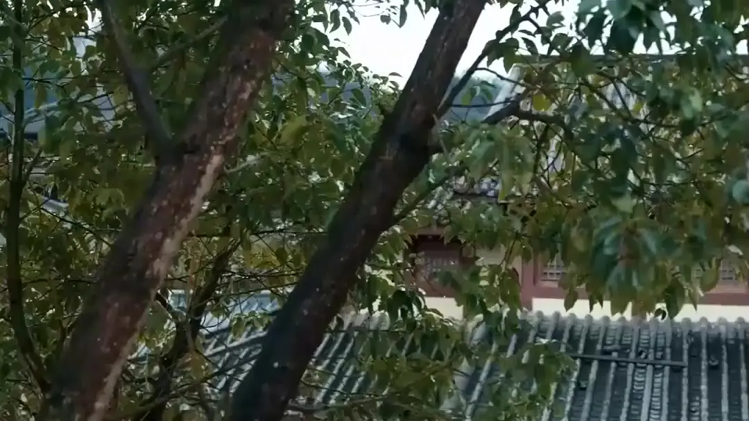 Here Comes The Emperor: When the Sword Speaks Louder Than Law