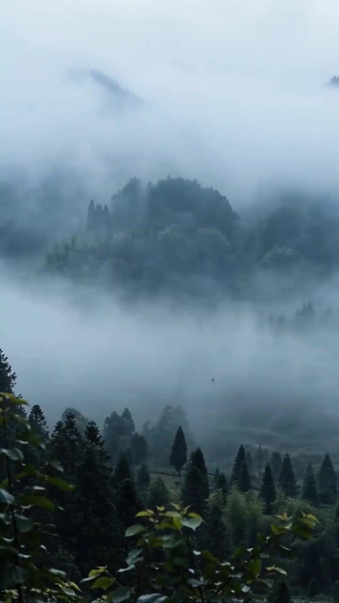 Kutukan Kandang Kucing