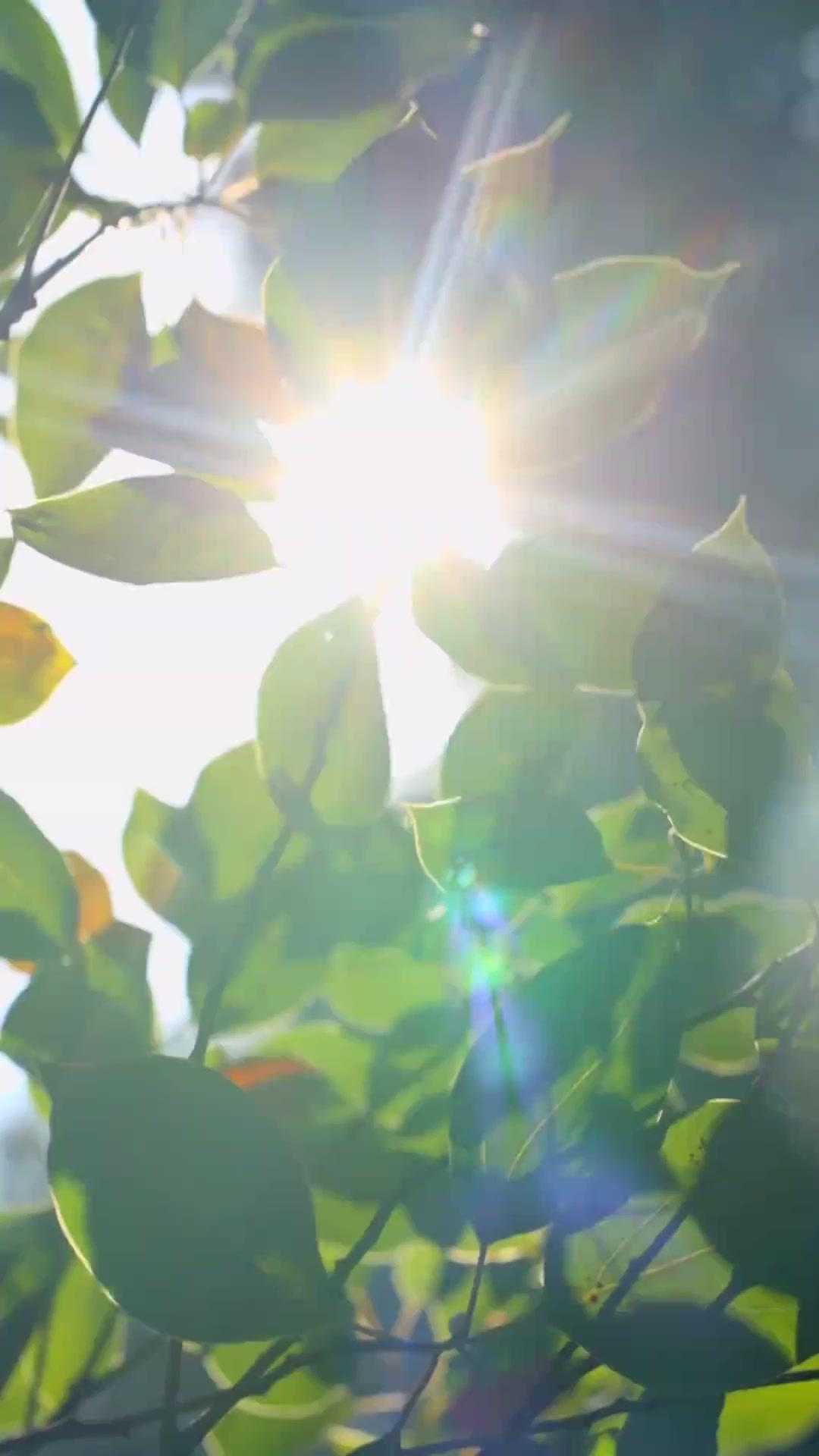 Um Bom Sonho ao Seu Lado