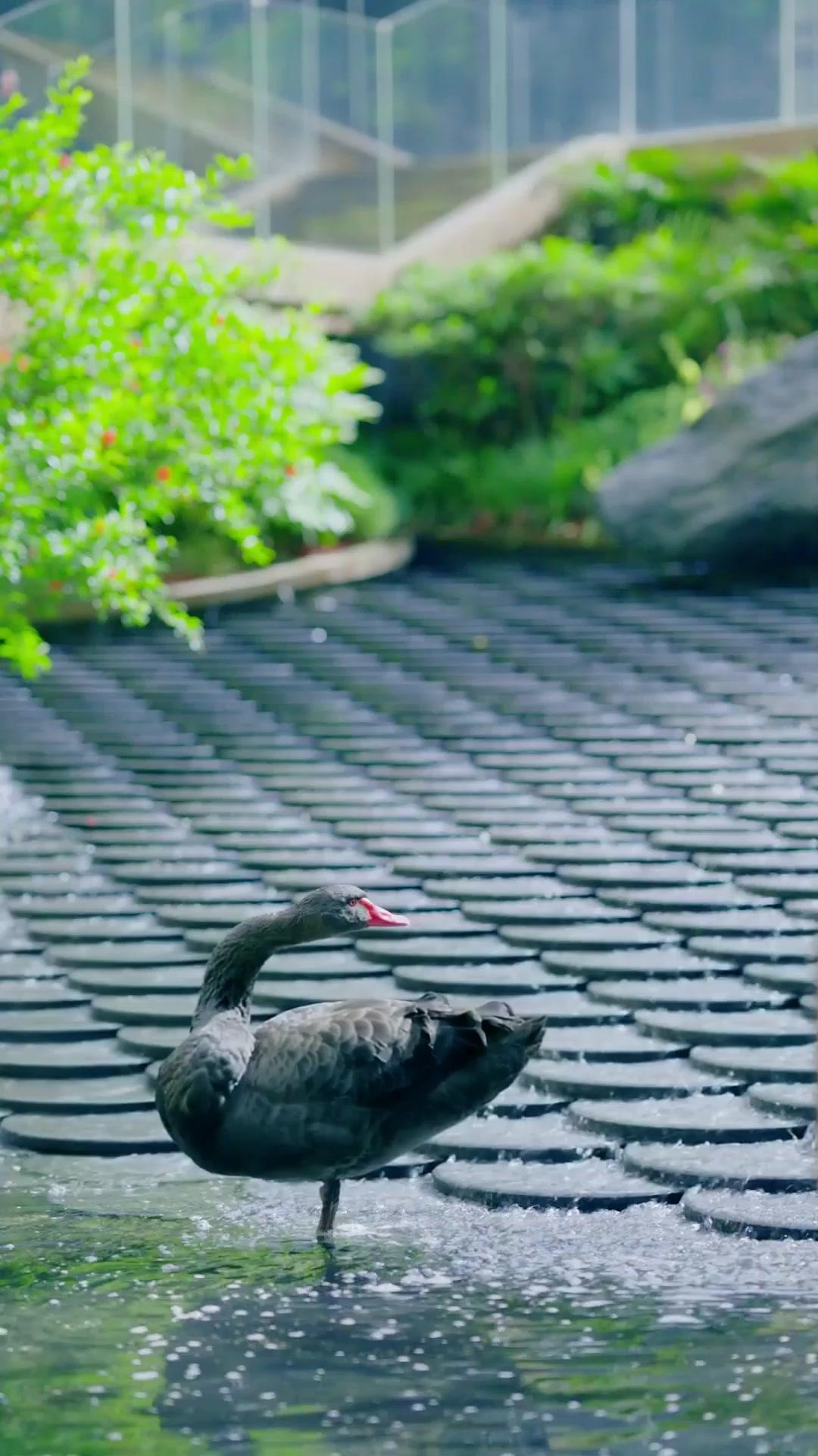 Mimpi Pelayan yang Terwujud