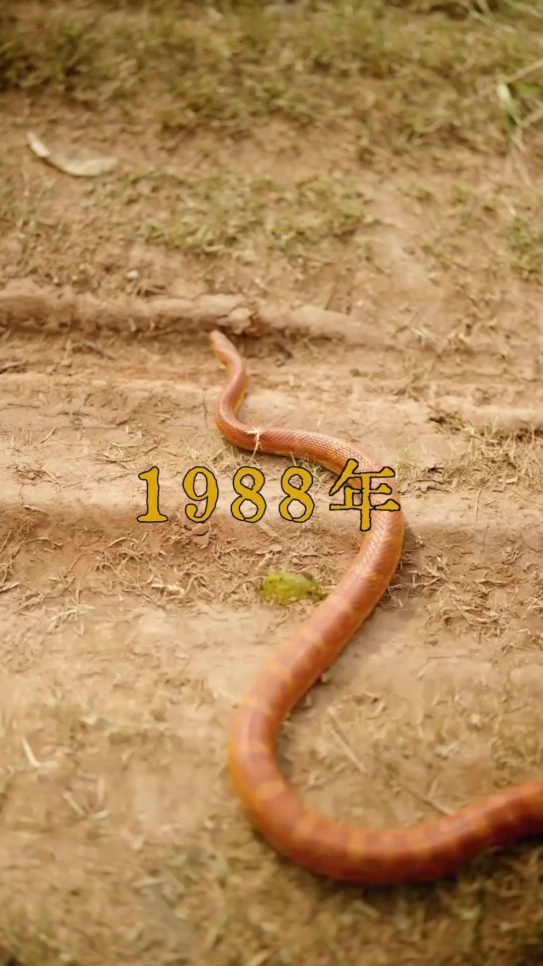 不器用な夫の、隠しきれない溺愛