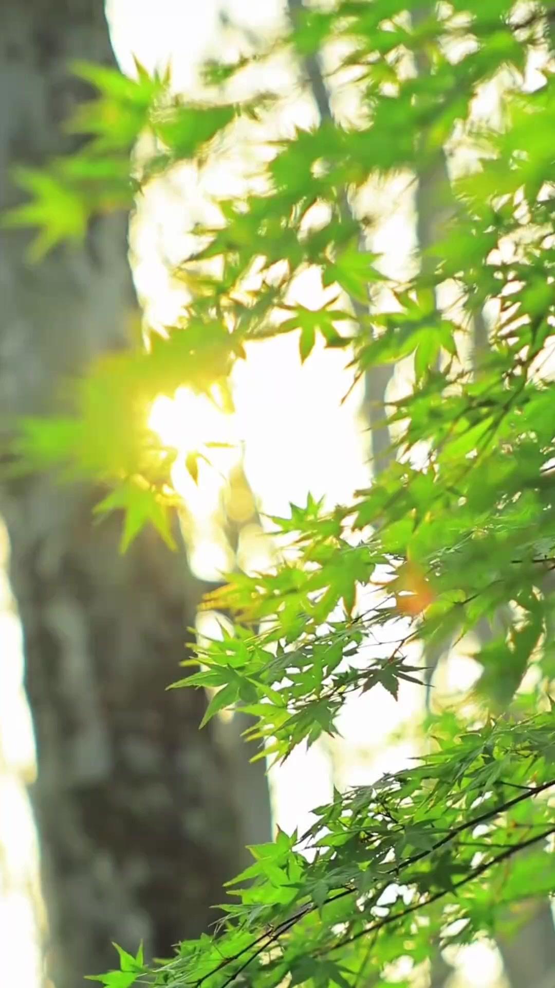 Nemo, the Lucky Charm