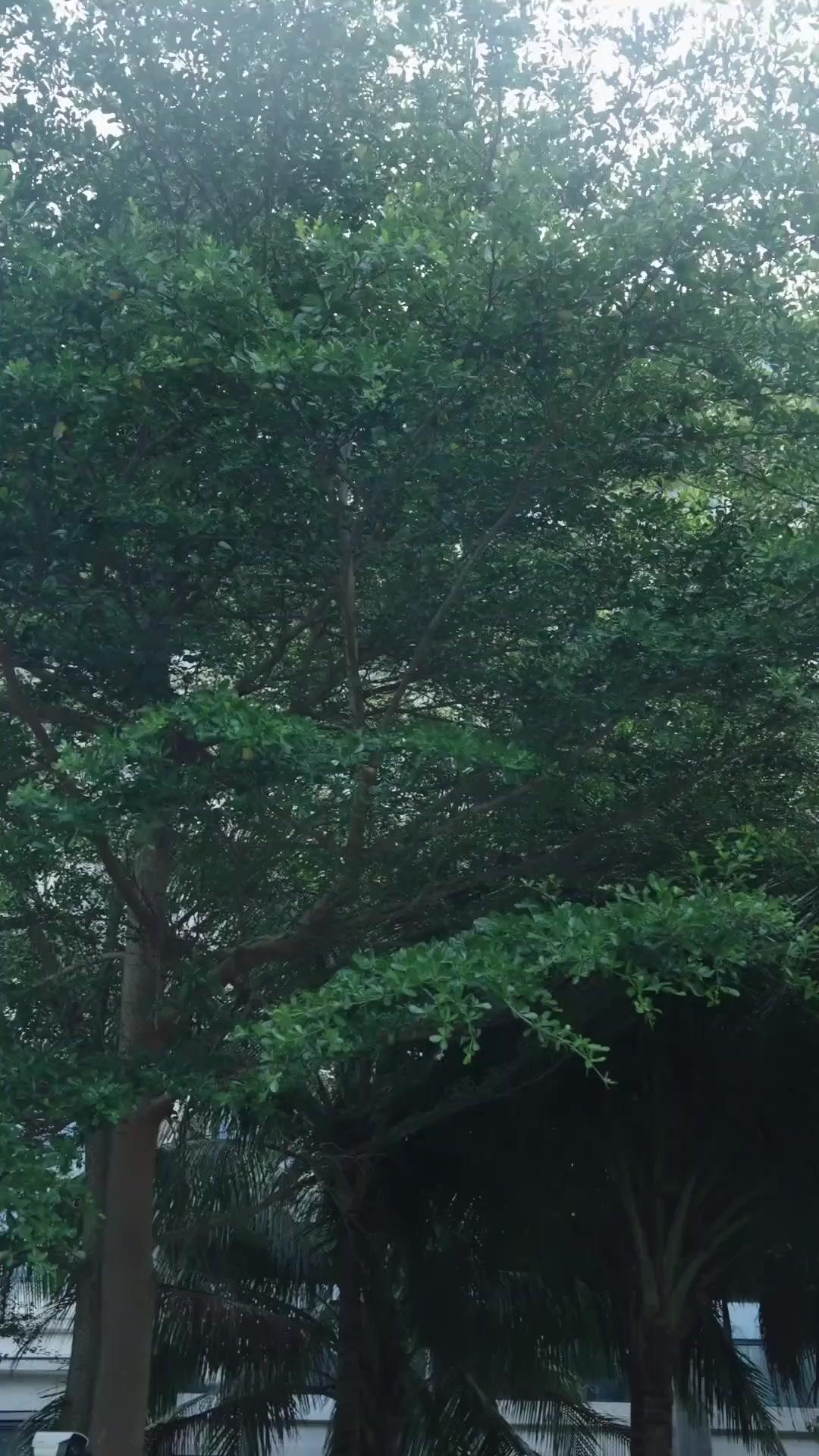  Gülün Hikayesi: Kafesi Parçalamak