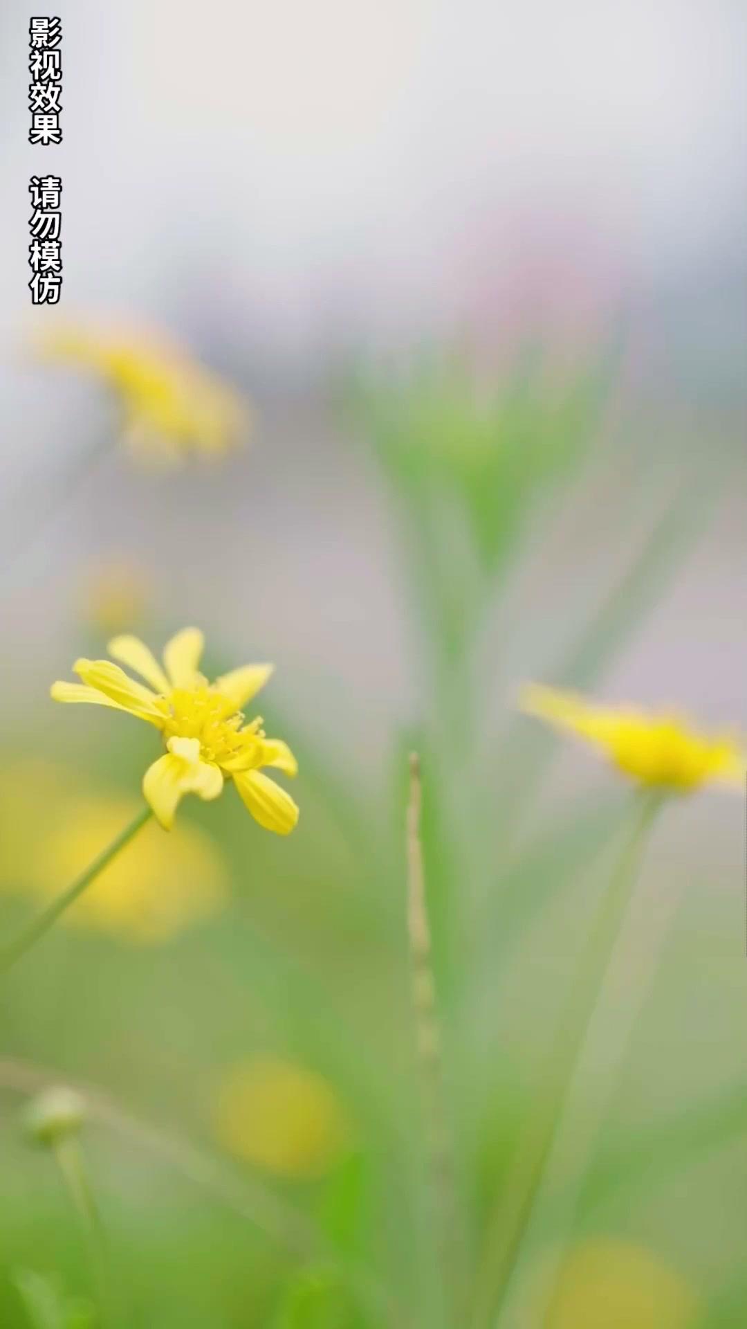 Return for Revenge, The Hidden Heiress