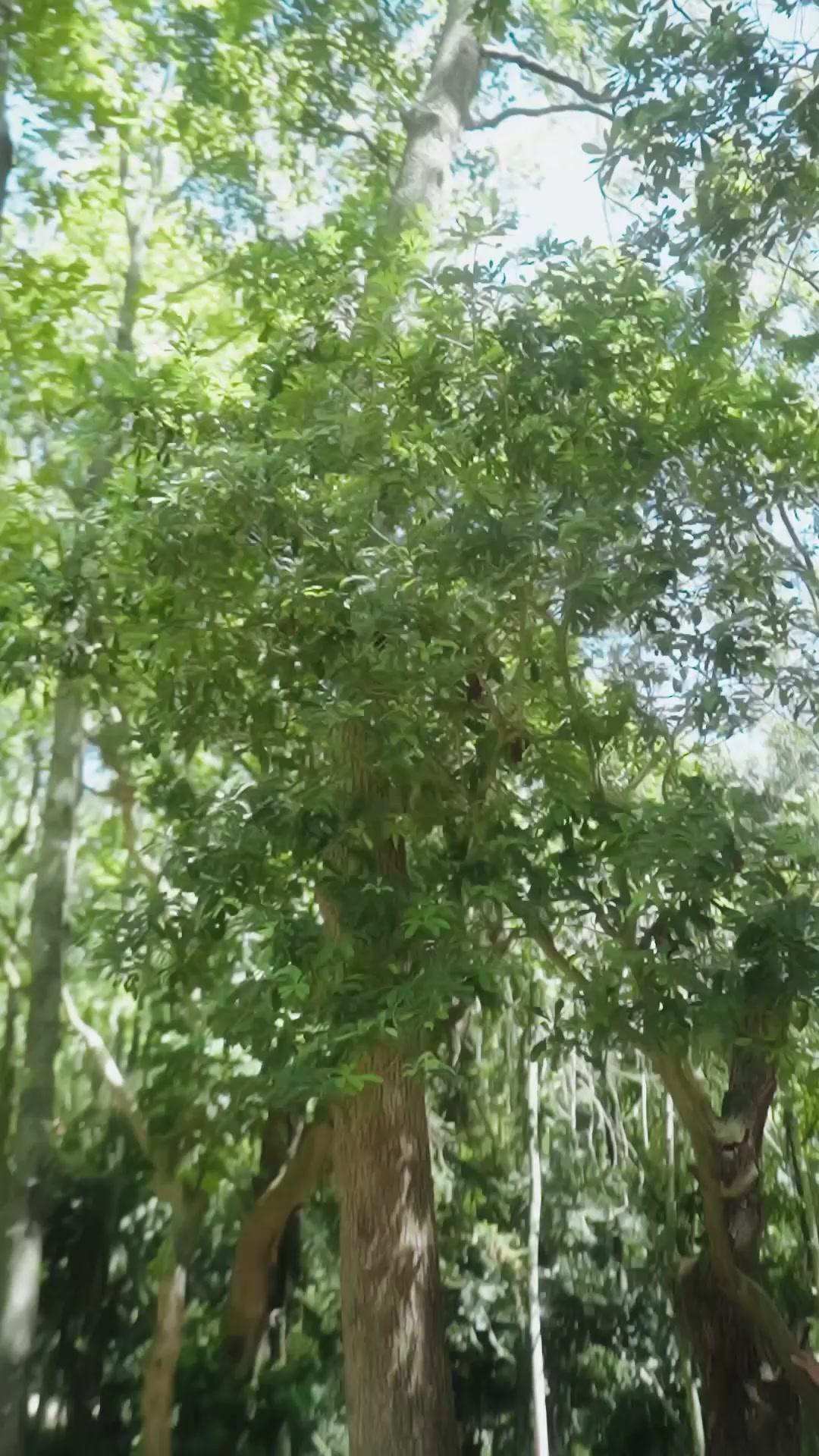 (Sulih suara) Balik Masa Lalu, Nikahi Kaisar Cantik!