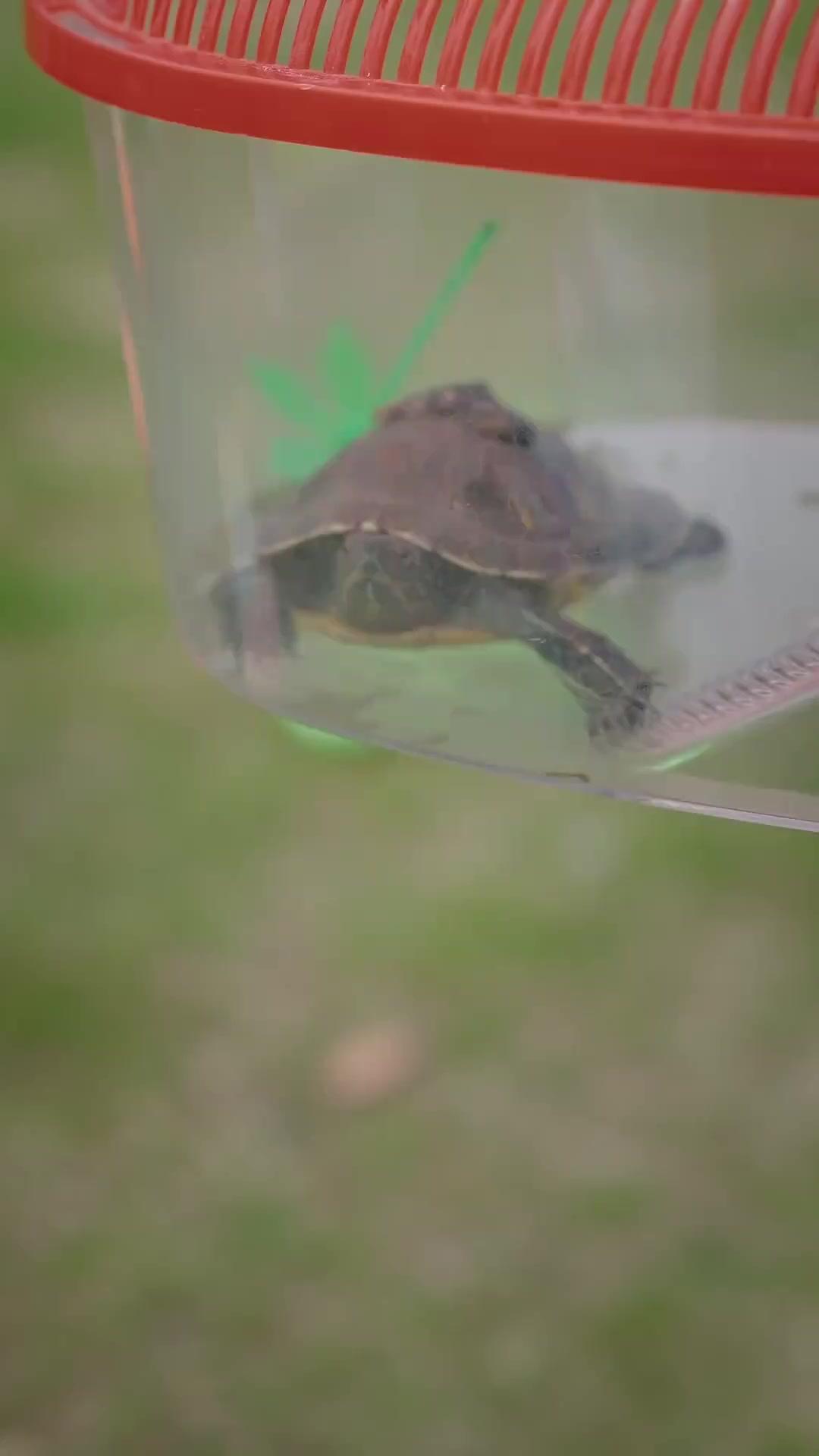 Contrato de Sete Vidas