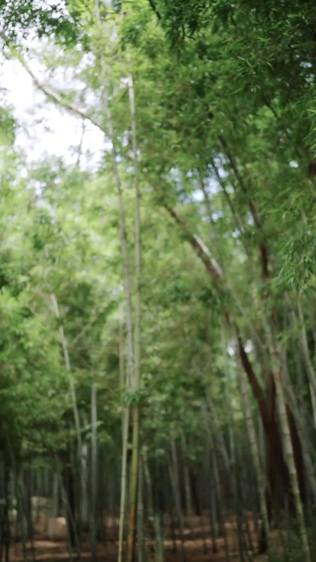 ดอกรักกลางหิมะ