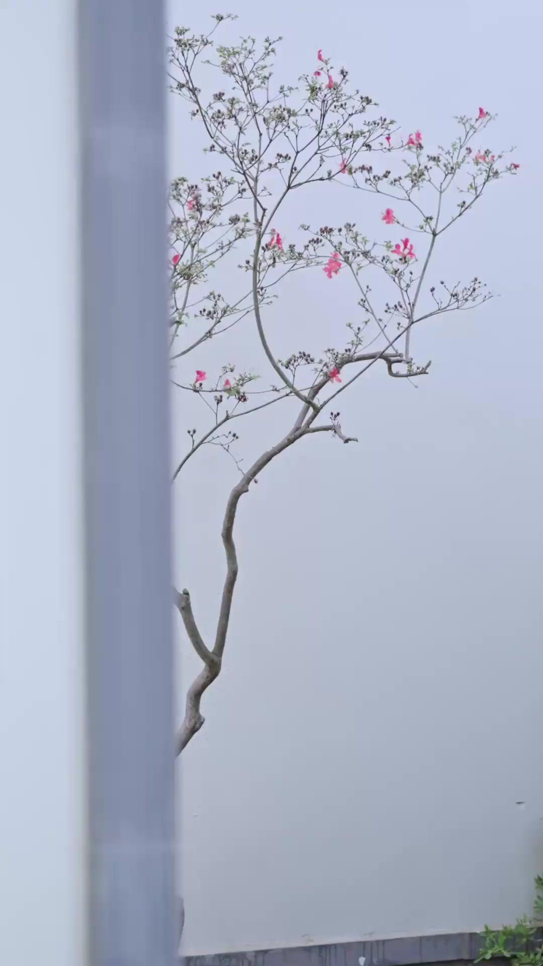 Cinta Petani Cantik dan Pilot Ulung