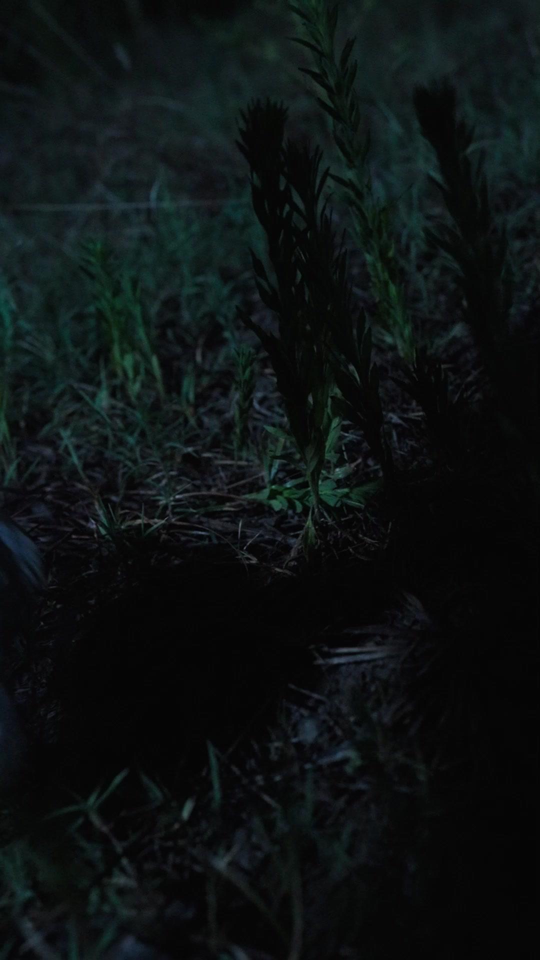 Revenge of the Dead Heiress