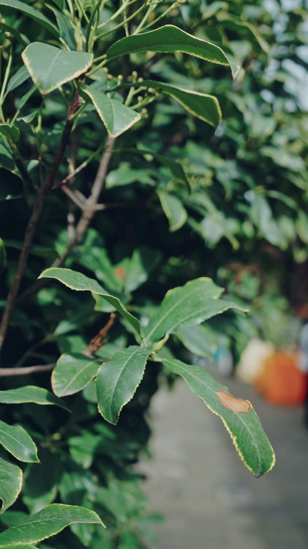  Pendekar Turun Gunung, Tolak Jadi Menantu Hina!