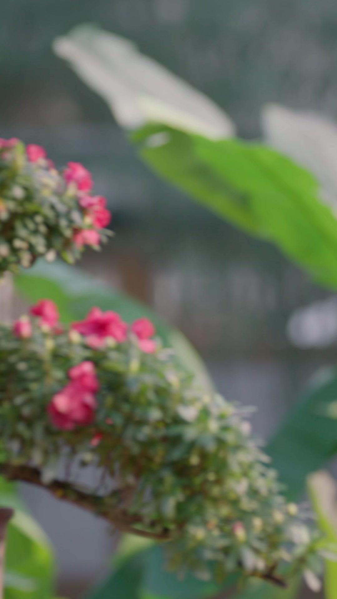 Vengeance of the Face-Swapped Heiress