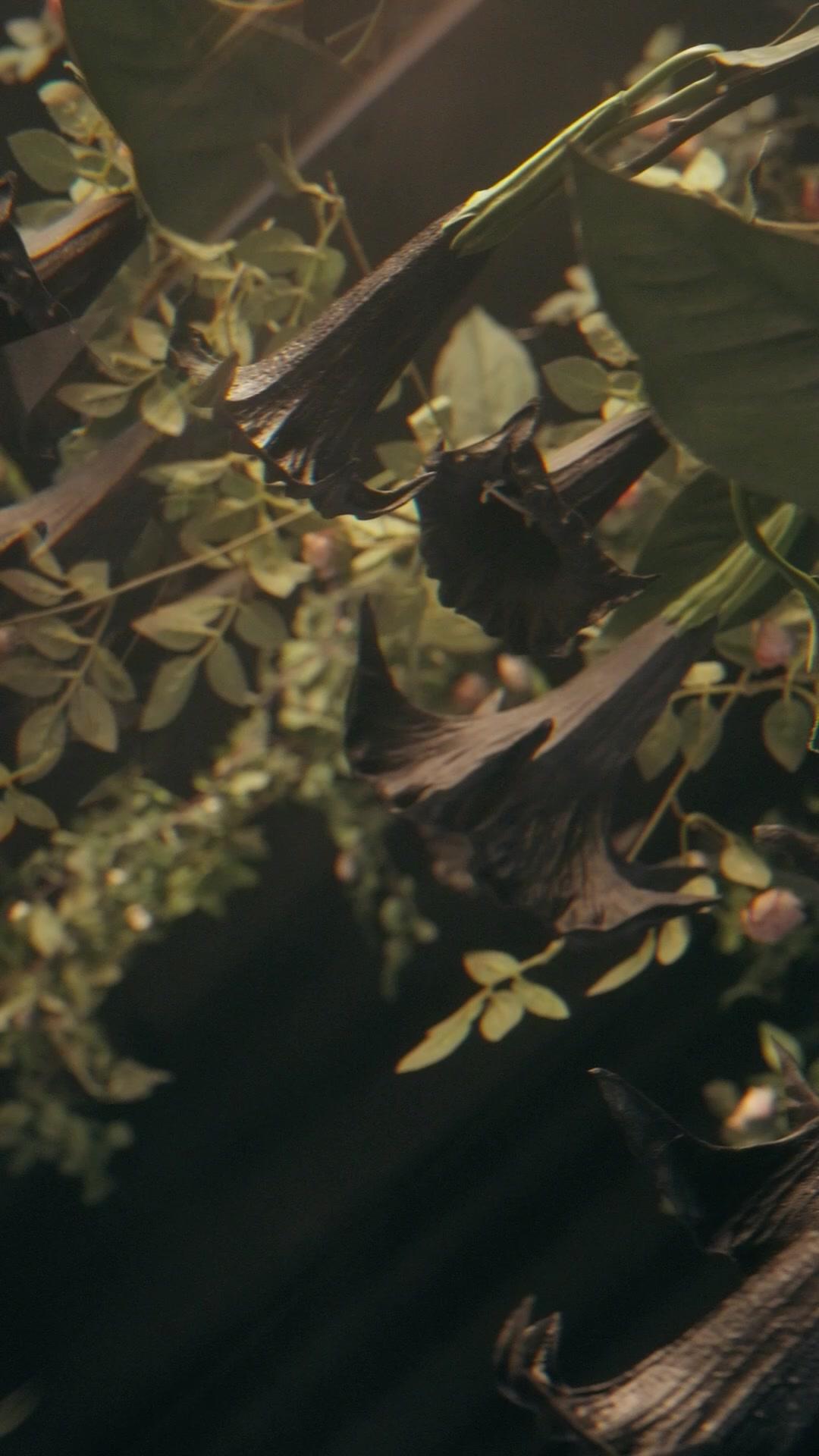 Heartguard Elixir Gone! Time for Vengeance!