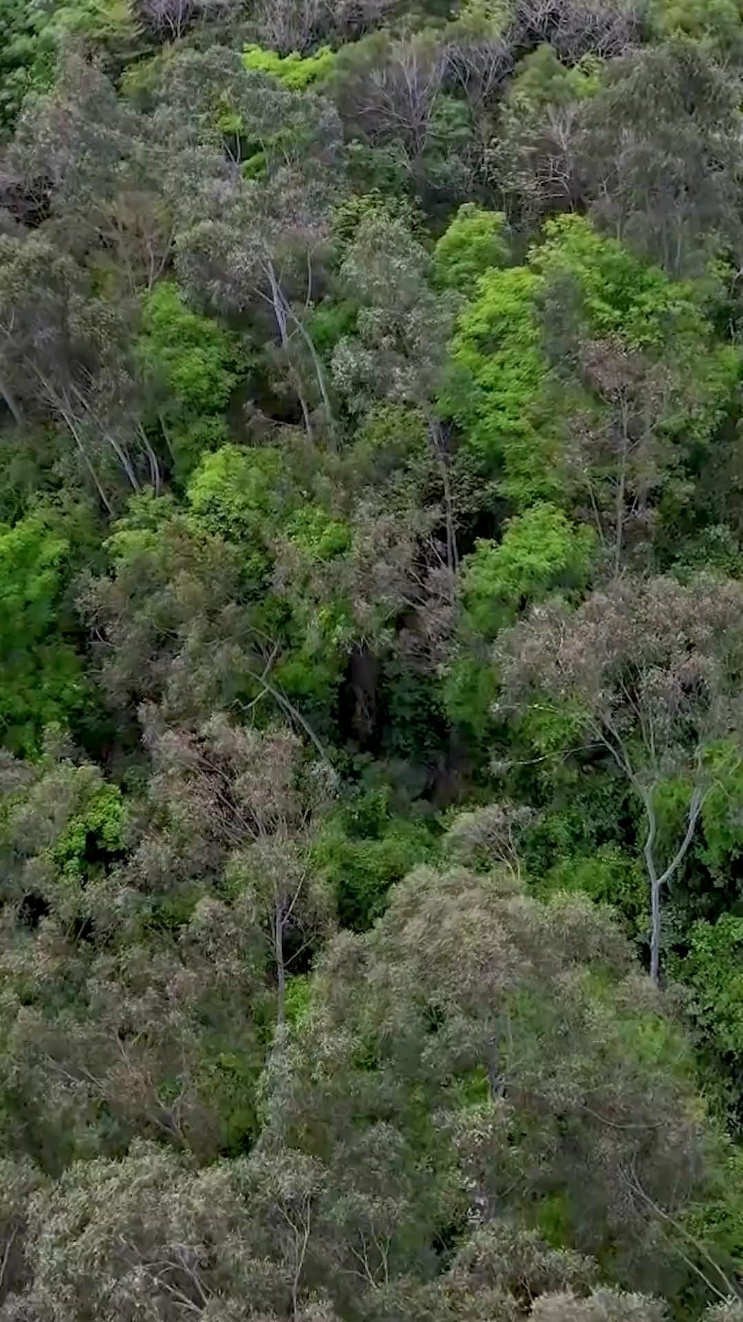 Corre, Seu Primitivo!