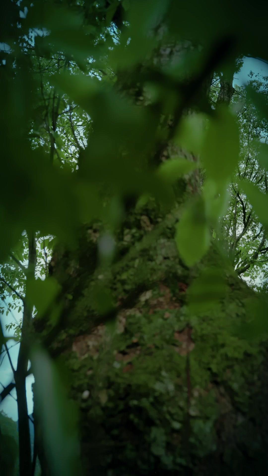 Pequeño demonio, gran protector