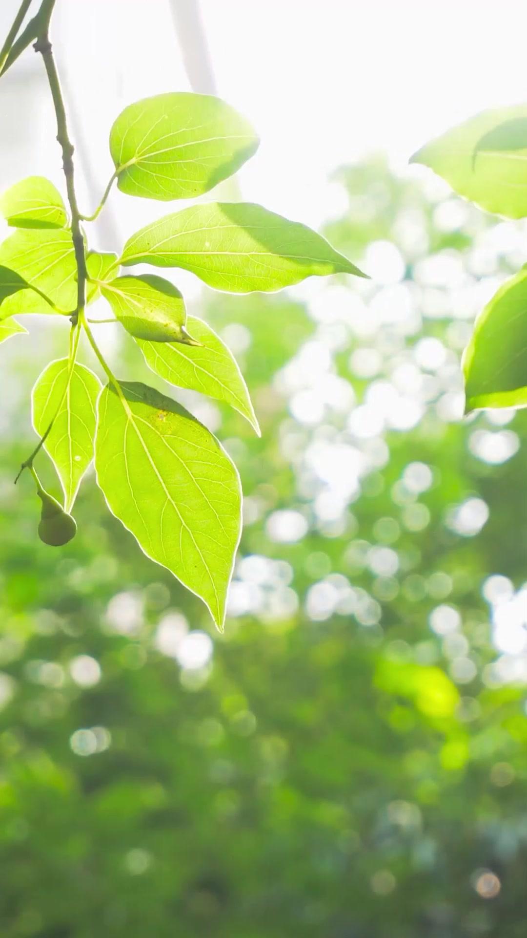 Amori Brevi, Dolori Eterni