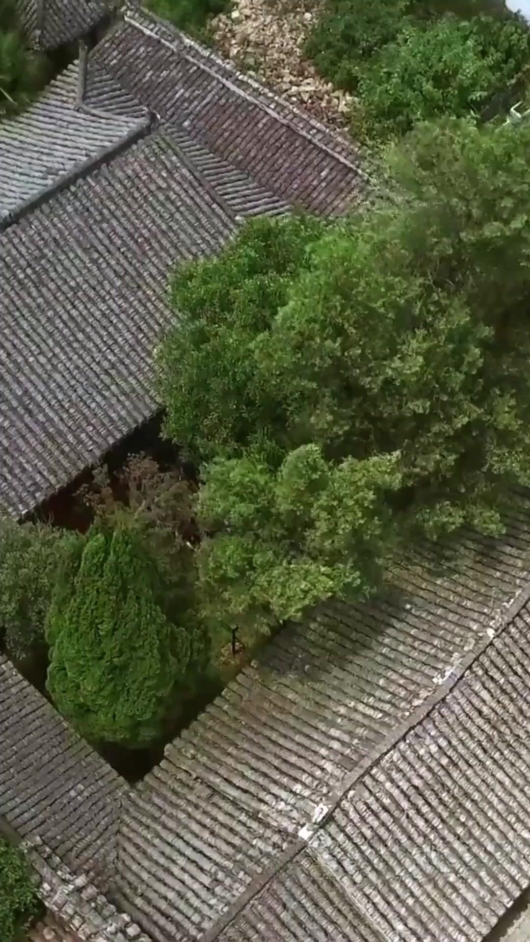 봉황, 둥지를 뒤엎다