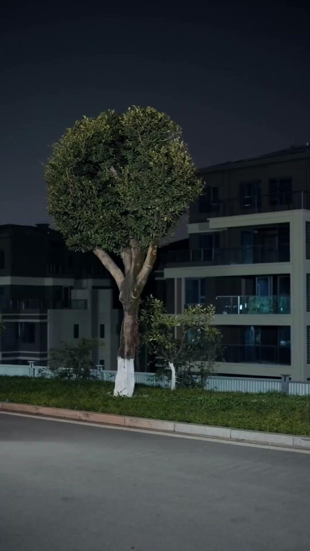 Khuôn Mặt Bà Già