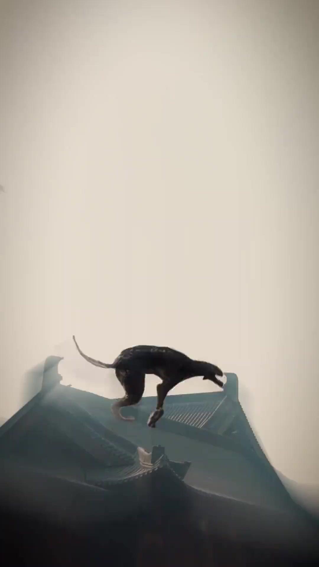 ¡Vuelve, esposo mío del más allá!