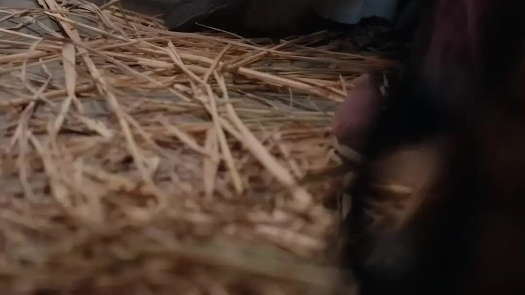 General Robin's Adventures: When the Warrior Breaks First