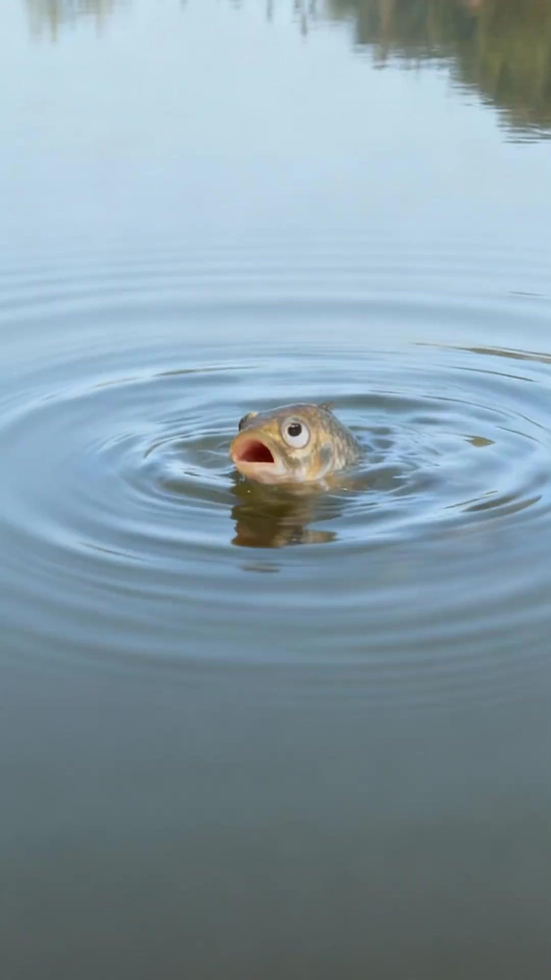 A Fish Fishing for Anglers
