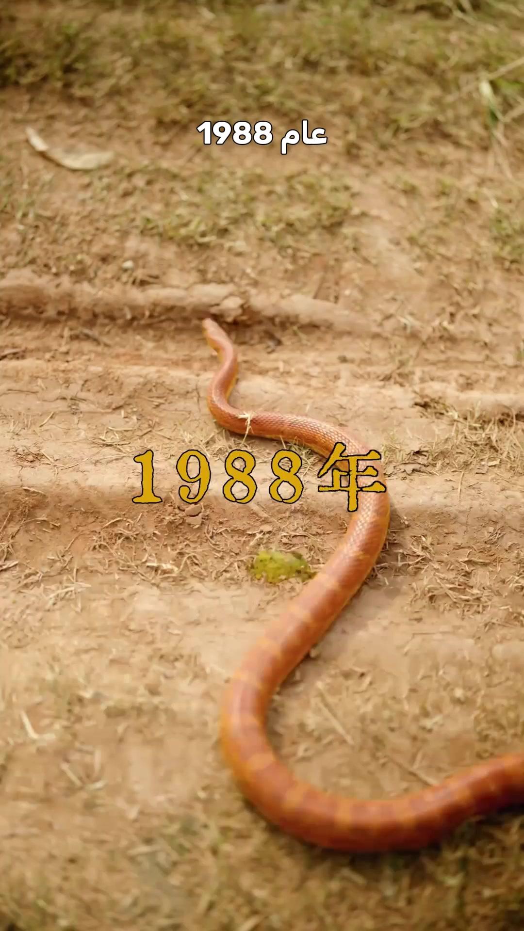 حين يفوح عبير الأكاسيا