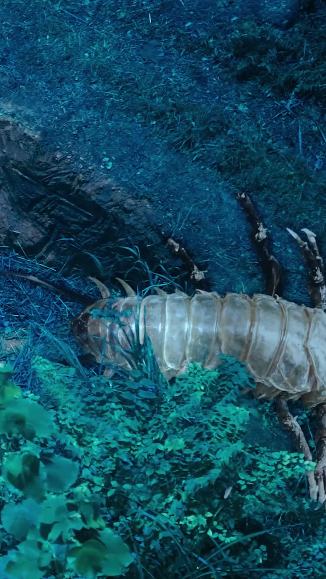  ภัยตะขาบยักษ์