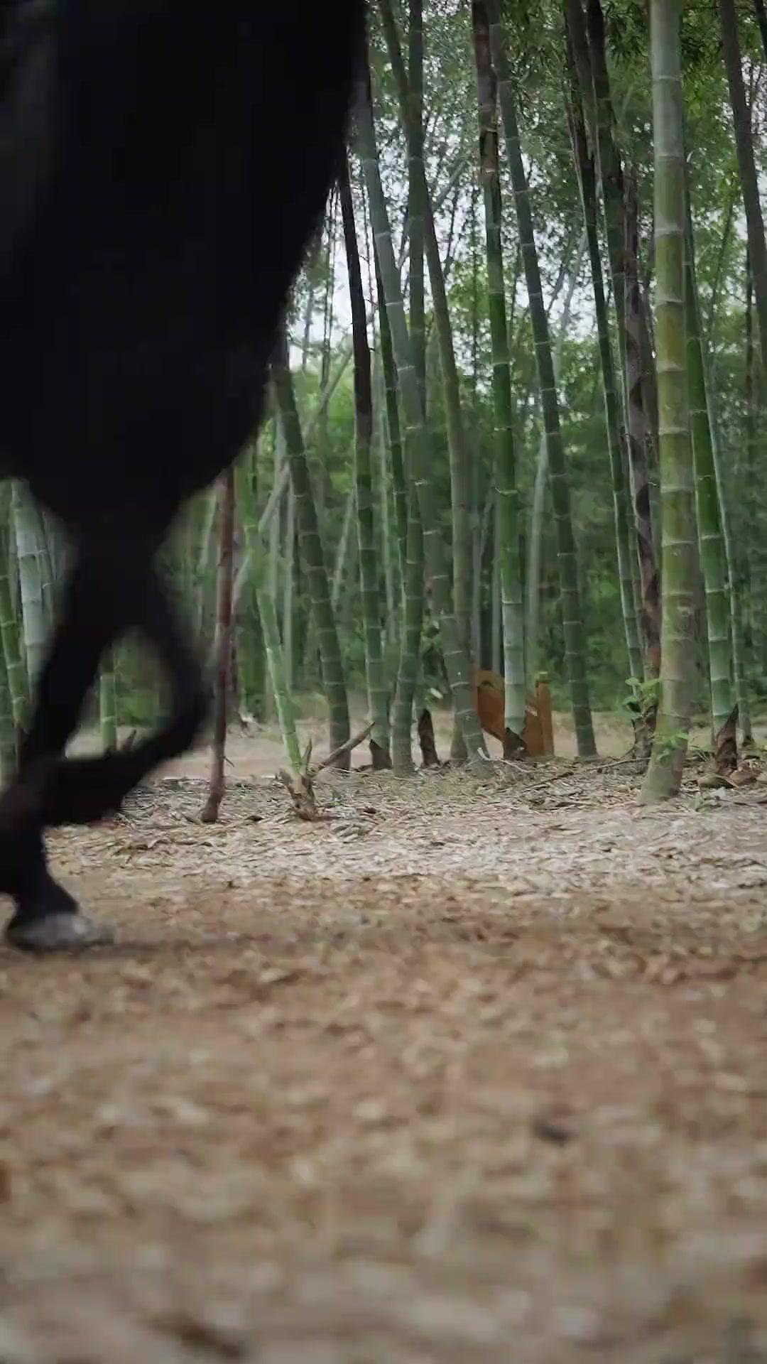 Schatten der Treulosigkeit: Flammender Herzschlag