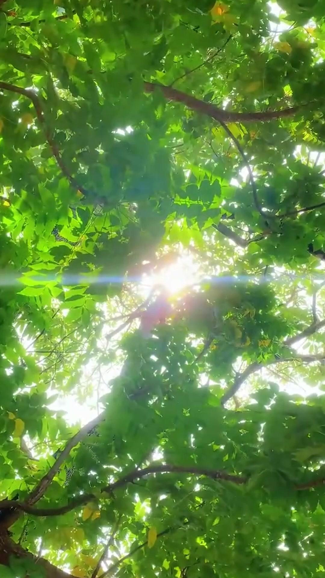  Ratu Perang Terlahir Kembali