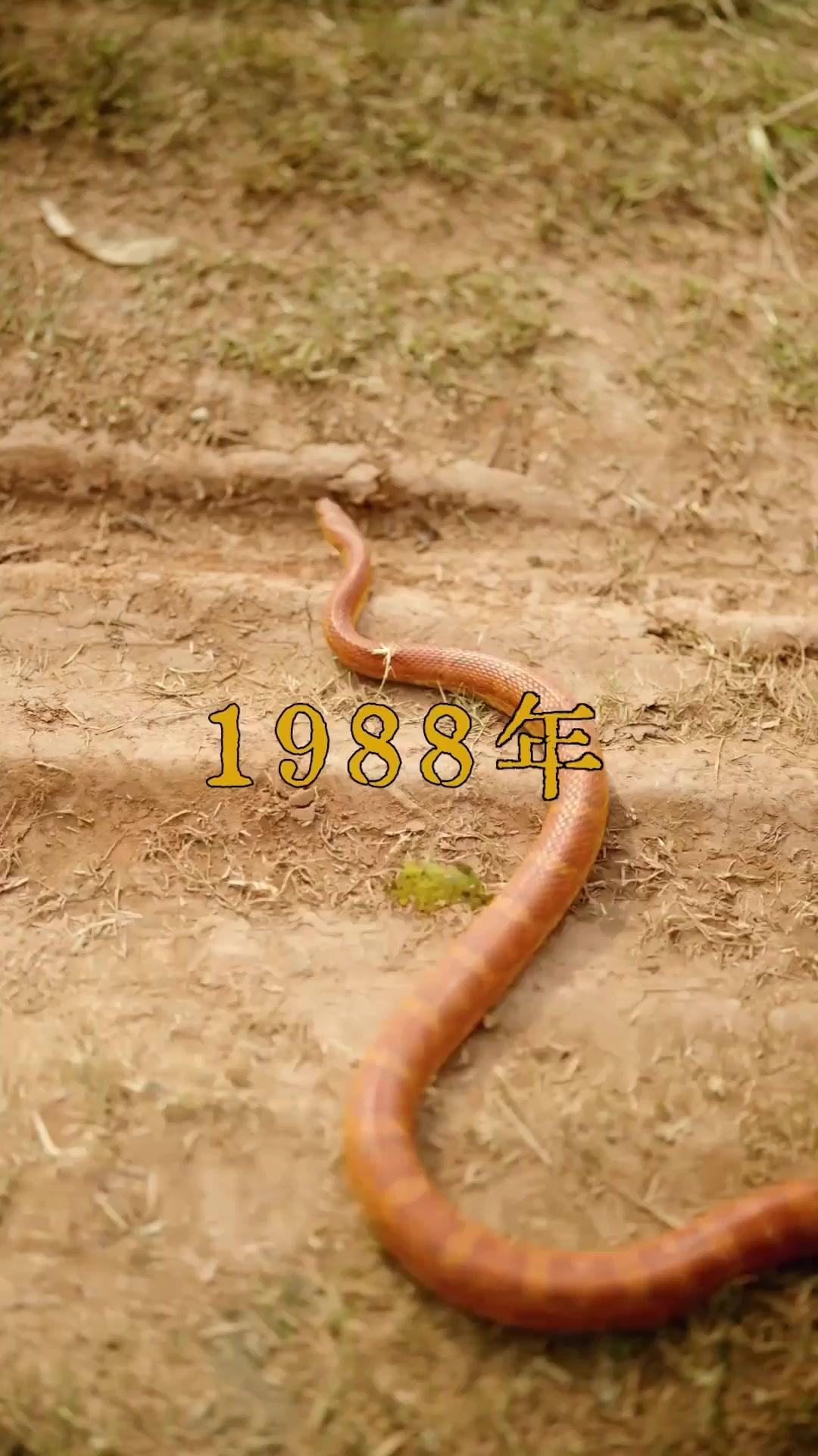 Hương Hòe Năm Ấy