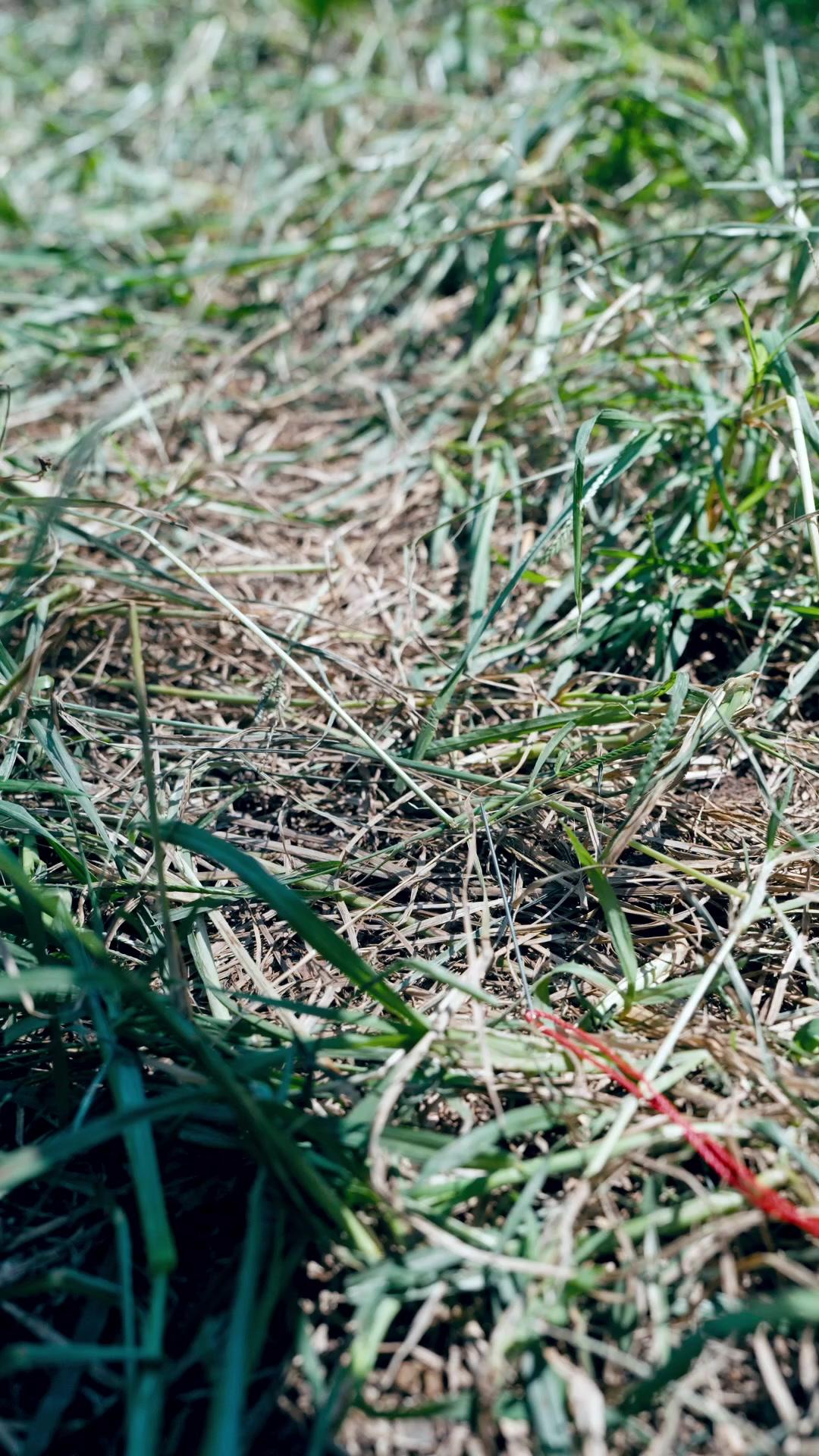 最強護衛 剣神の使命