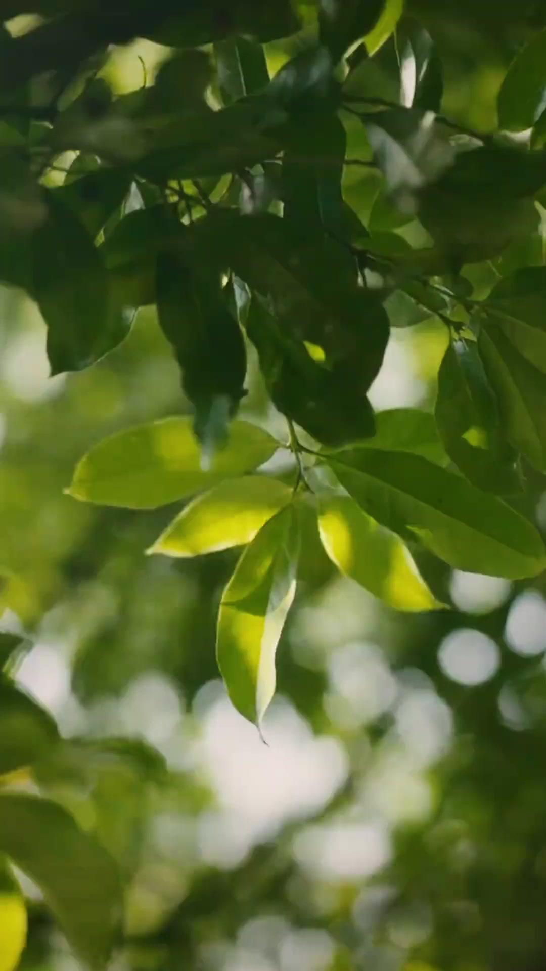 아이로 수명을 이어라!