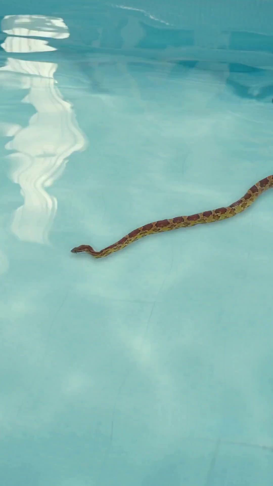 (Dubbed)Exiled Girl Now Rules Criminal World