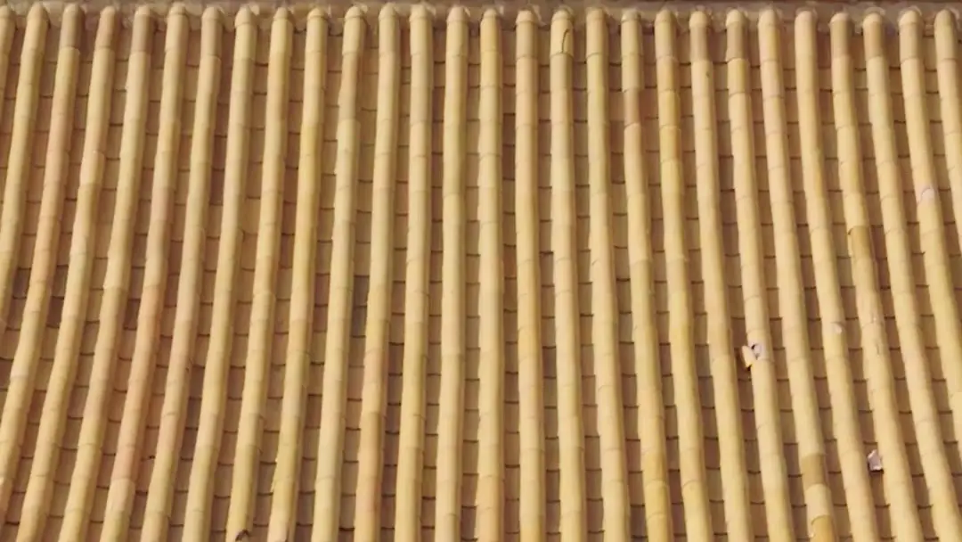 Stolen Fate of Bella White: When Gold Becomes a Cage, and Love a Sentence