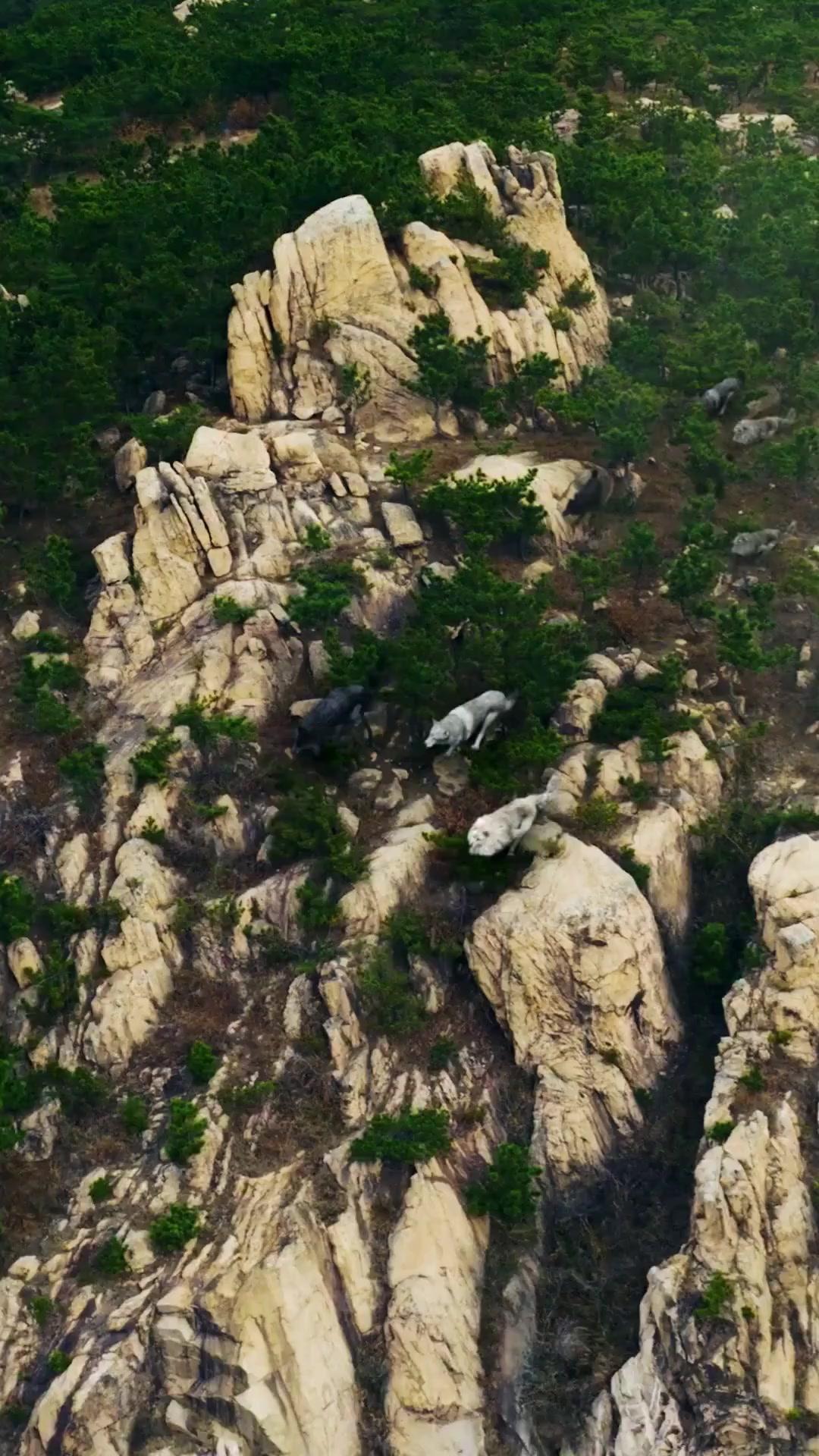 (Synchro) Der verborgene Wolfskönig: Vom Halbblut zur Legende