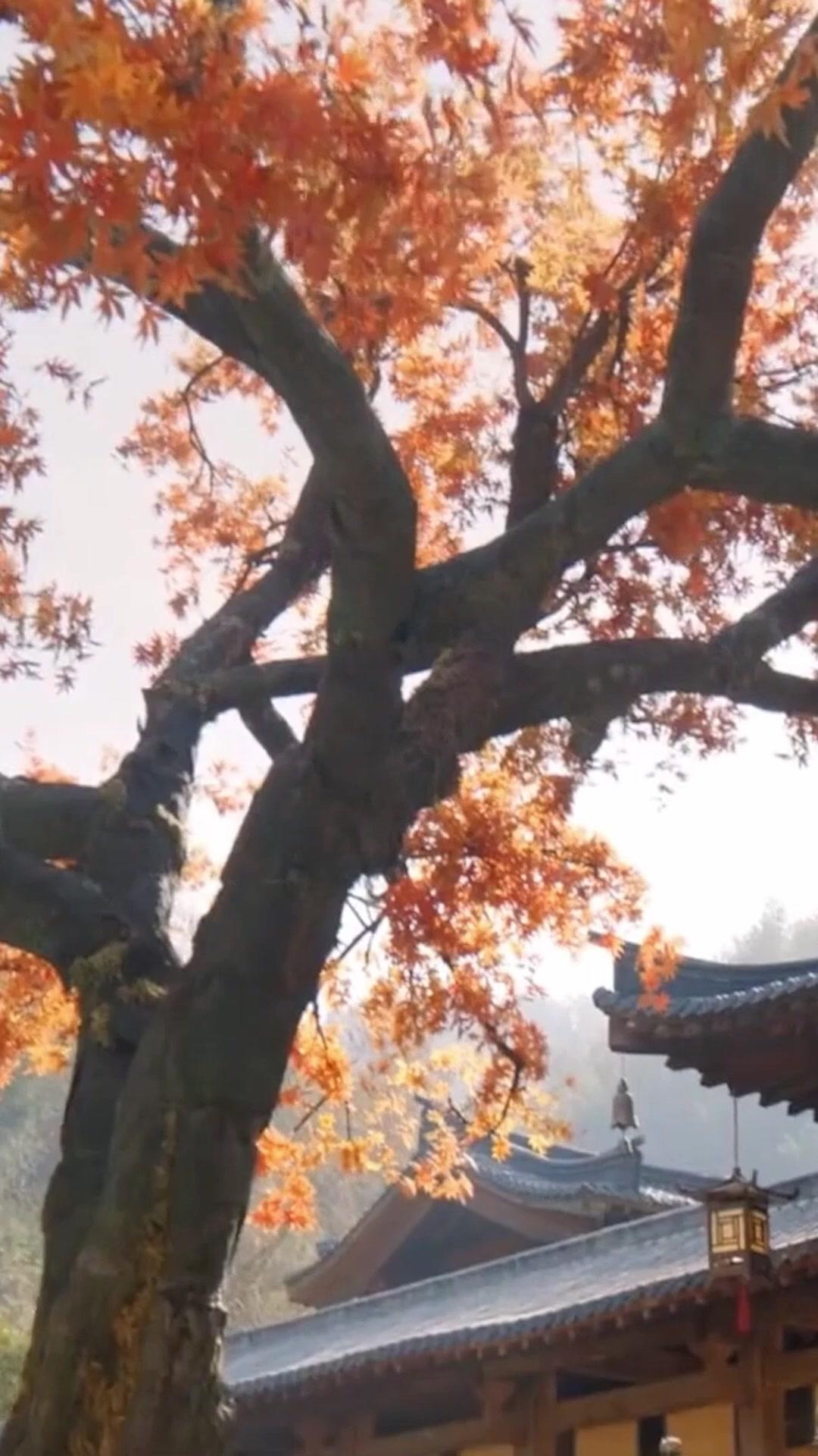 Taming My Lord Husband