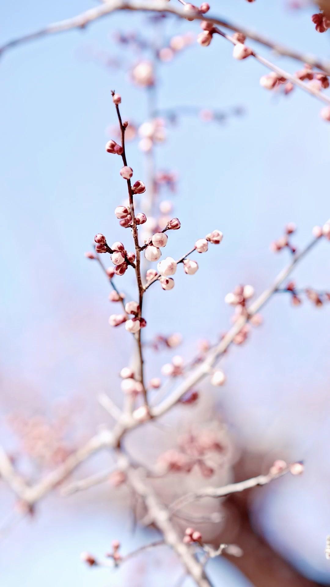 お嬢様をやめました！
